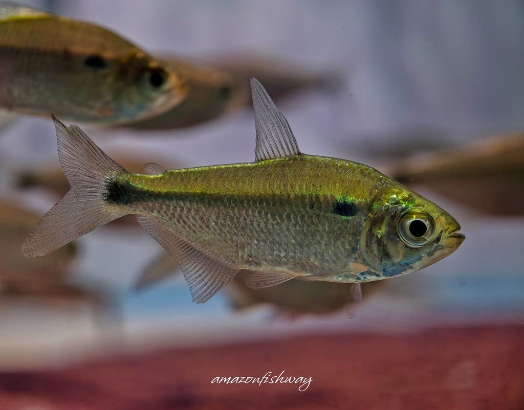 巨人紫藍玻璃燈野生魚魚道實拍 