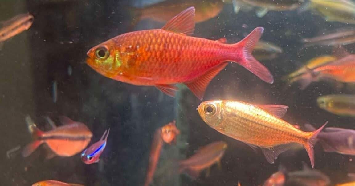 睡美人可卡燈-客人魚缸回相