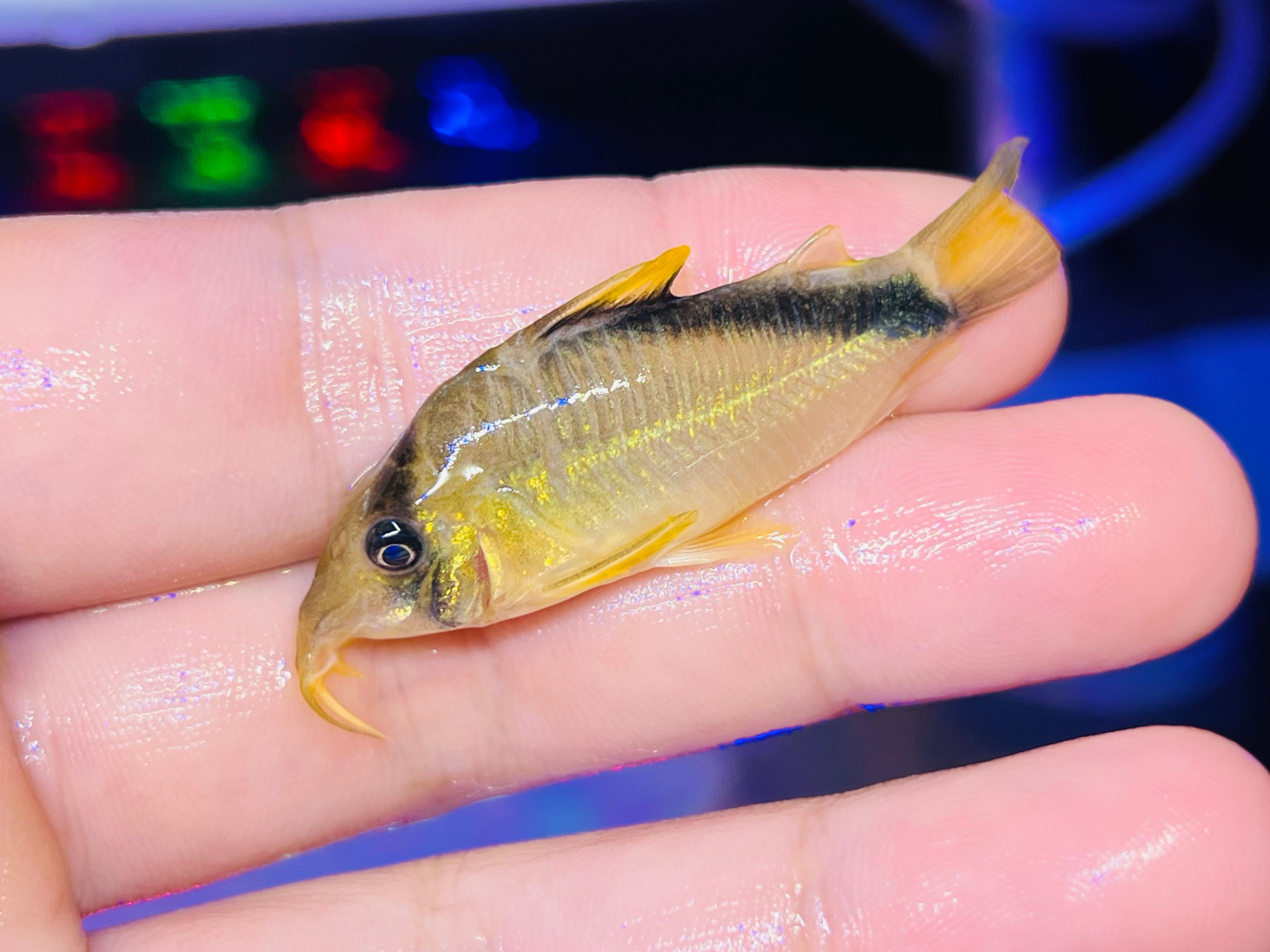 尖吻檸檬大衛鼠野生魚實拍 -
AMAZONFISHWAY 魚道