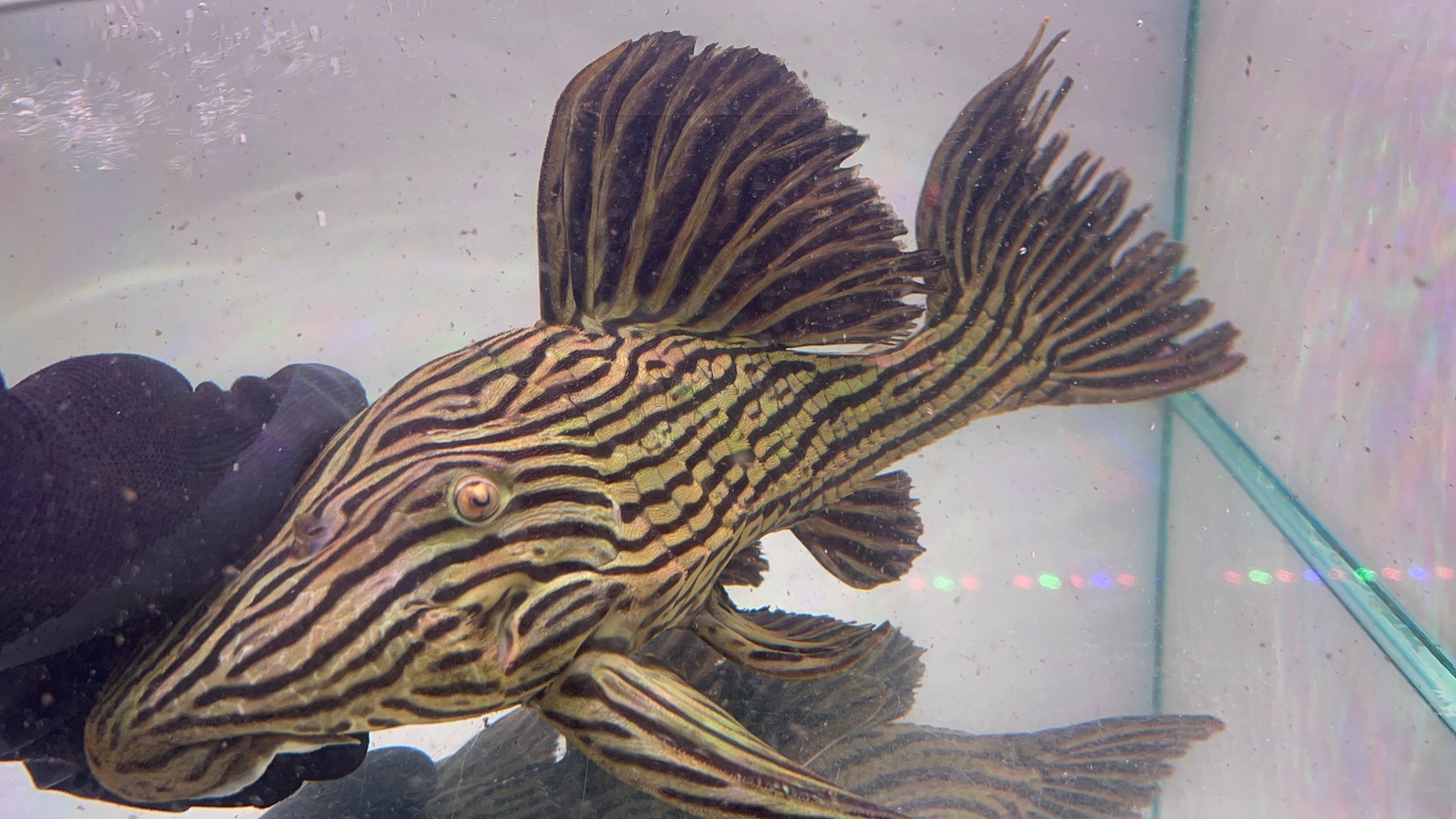 L27D野生魚魚道實拍 