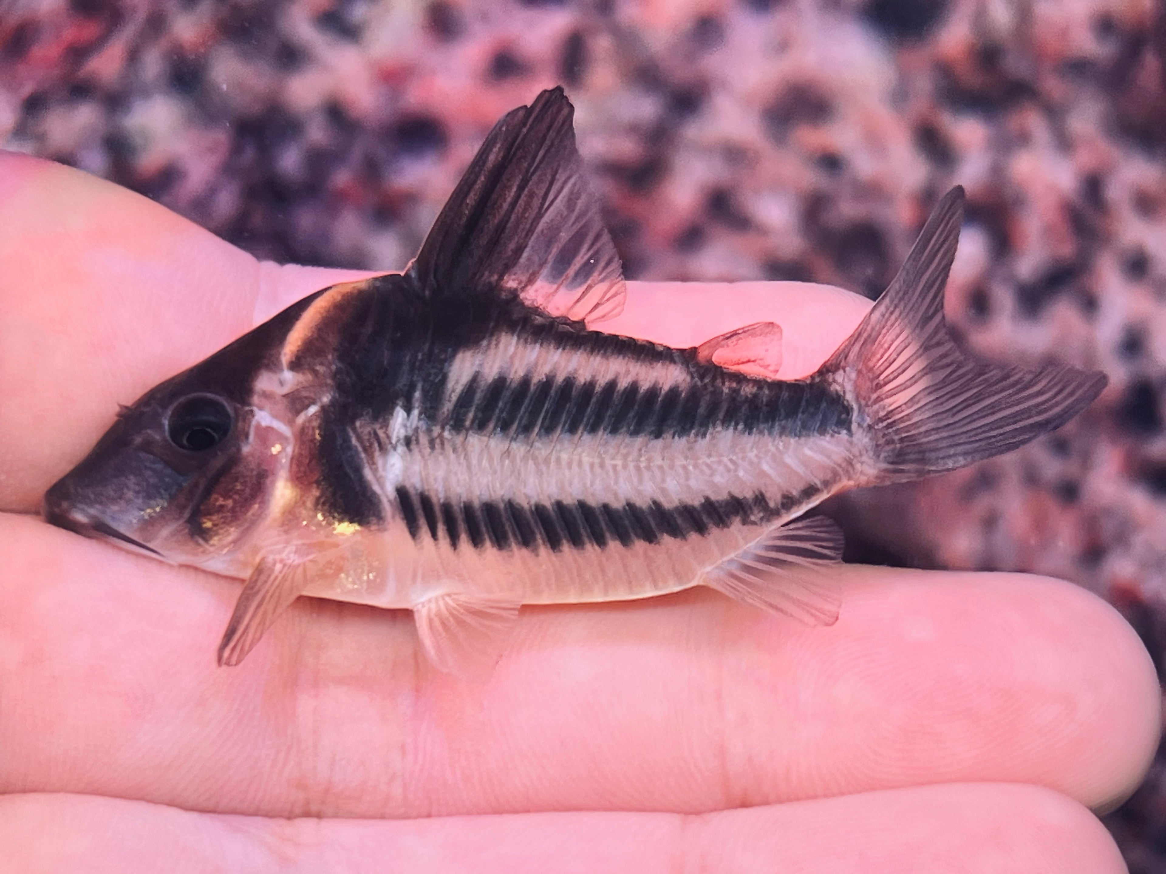 雙帶鼠野生魚實拍 -
AMAZONFISHWAY 魚道