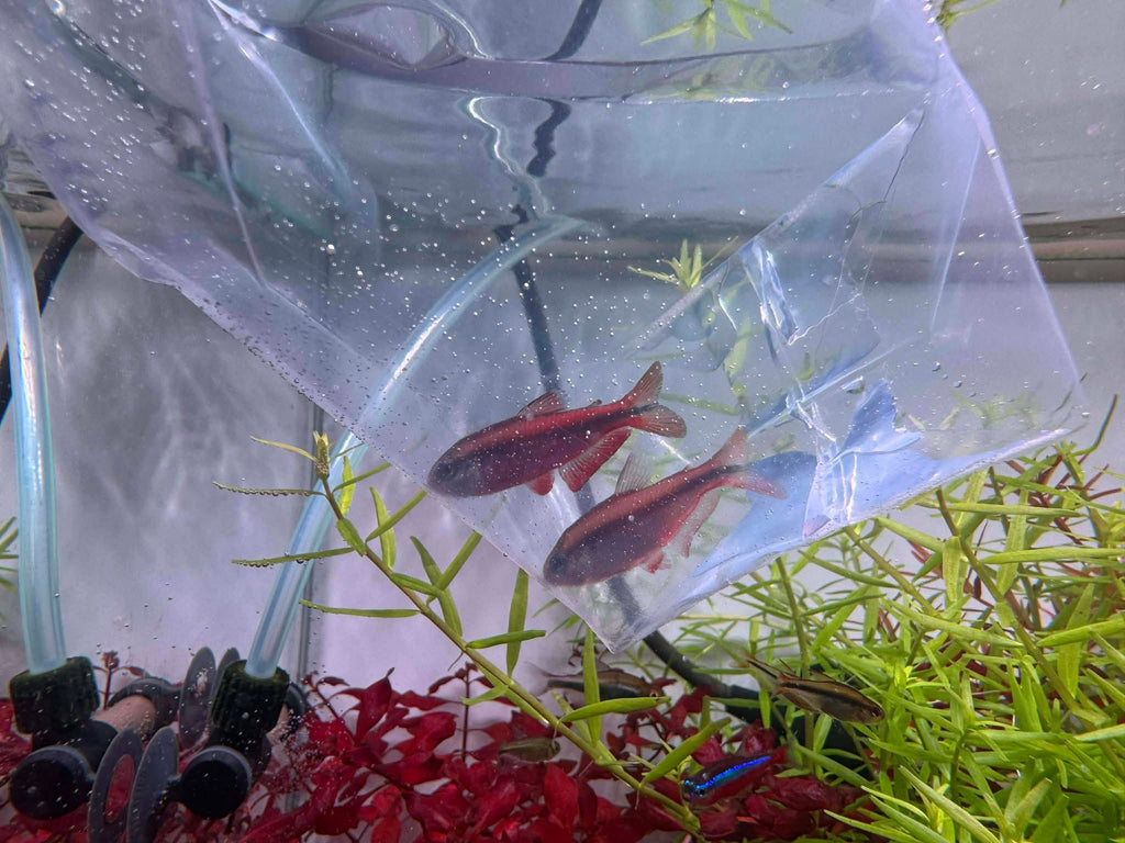超級紅魔鬼燈野生實拍2-
客人回相-
AMAZONFISHWAY 魚道