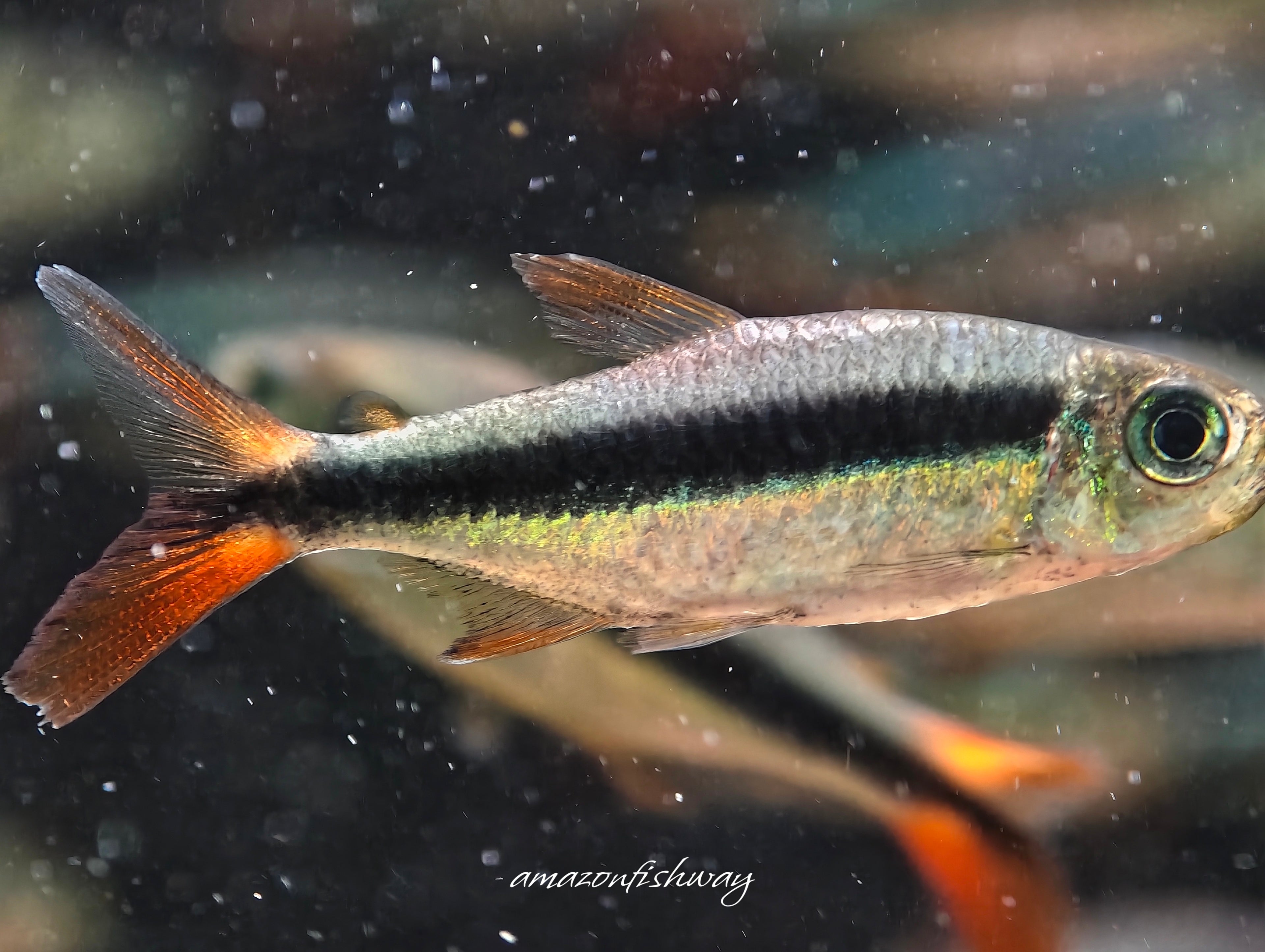 赤焰綠翡翠野生魚魚道實拍 