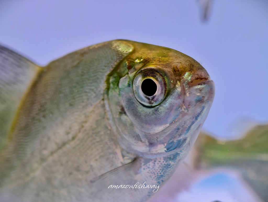 黃斑馬暴君巨鯧 野生魚魚道實拍 