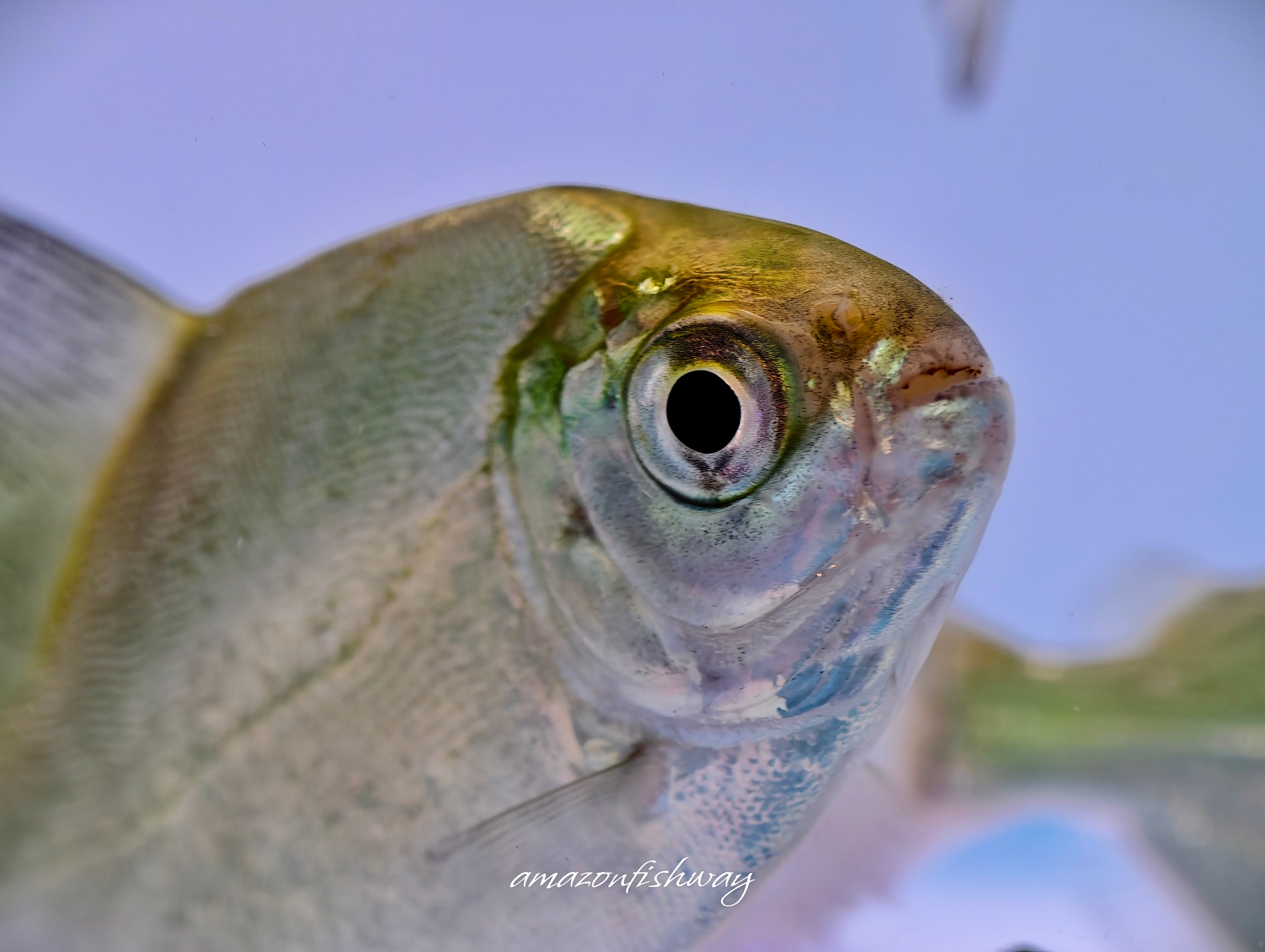 黃斑馬暴君巨鯧 野生魚魚道實拍 