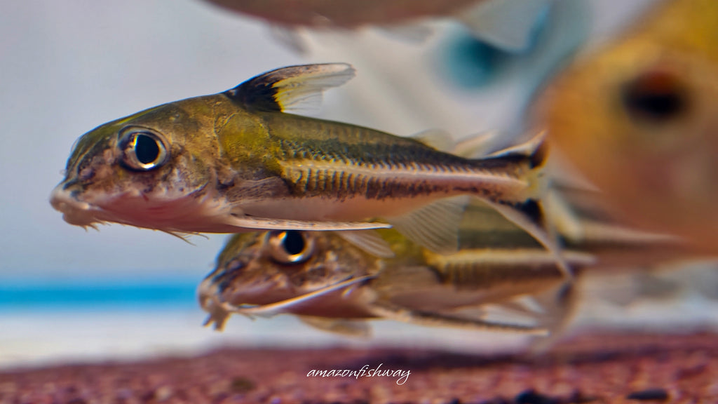 二線海豚野生魚實拍 