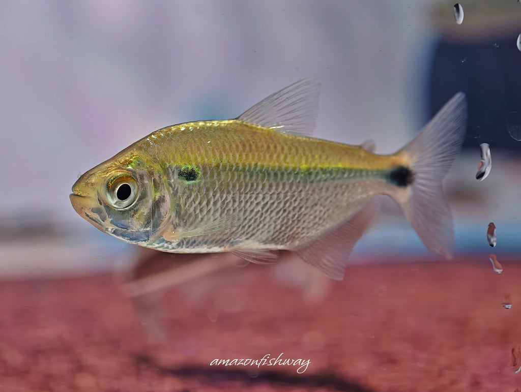 巨人紫藍玻璃燈野生魚魚道實拍 