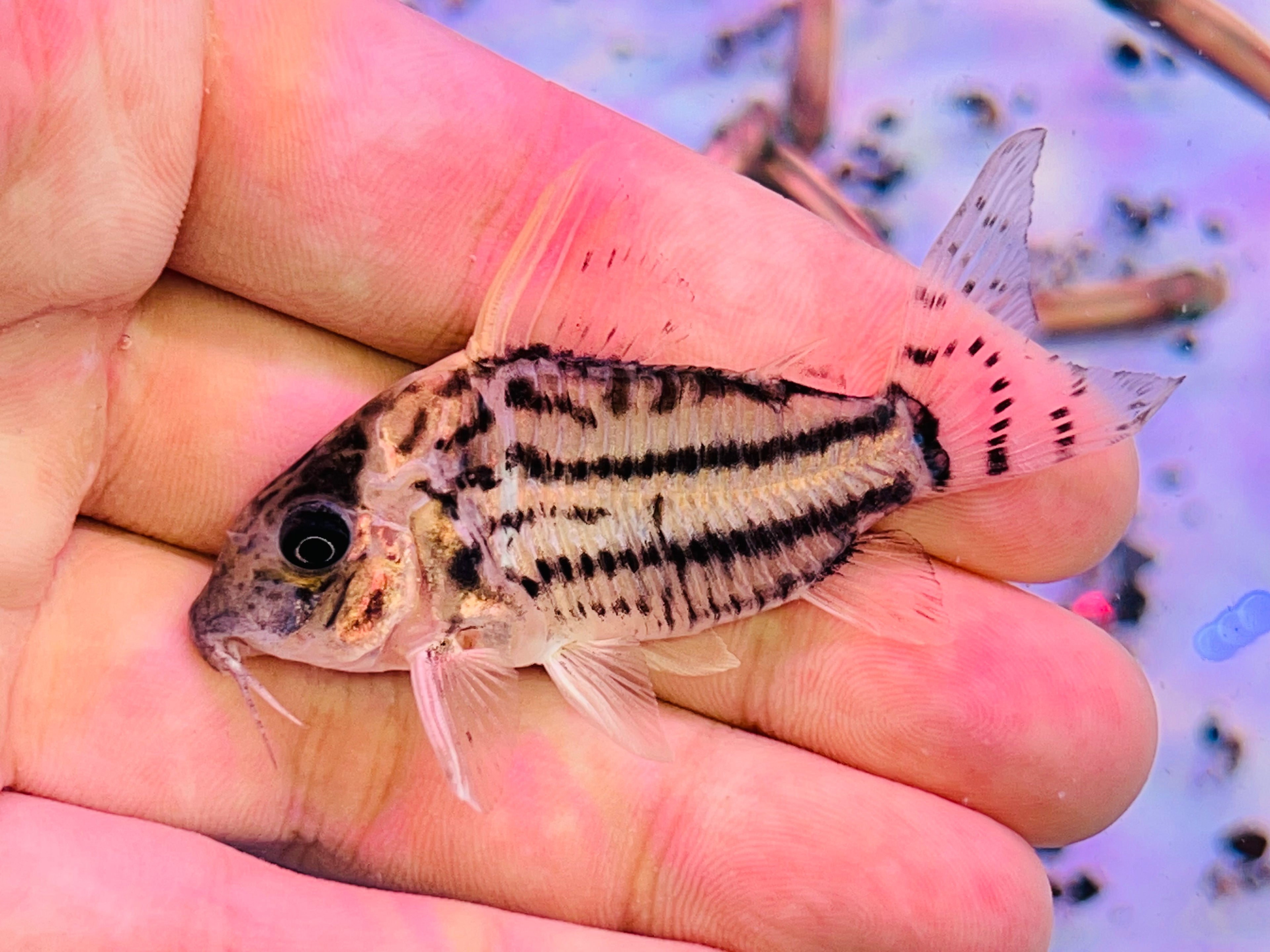 舒瓦茲鼠野生魚實拍 -
AMAZONFISHWAY 魚道