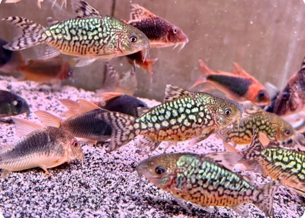 傑瑞網鼠野生魚群遊實拍 - 
客人回相-
AMAZONFISHWAY 魚道