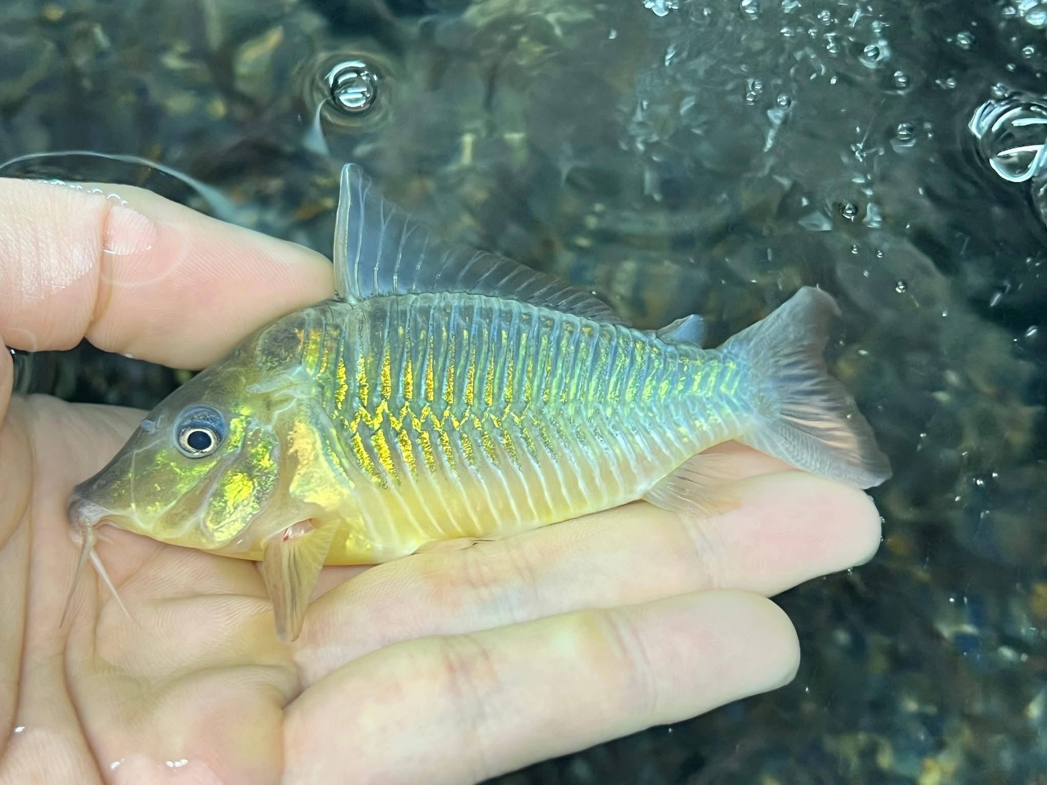 巨無霸鼠野生魚實拍 -
AMAZONFISHWAY 魚道