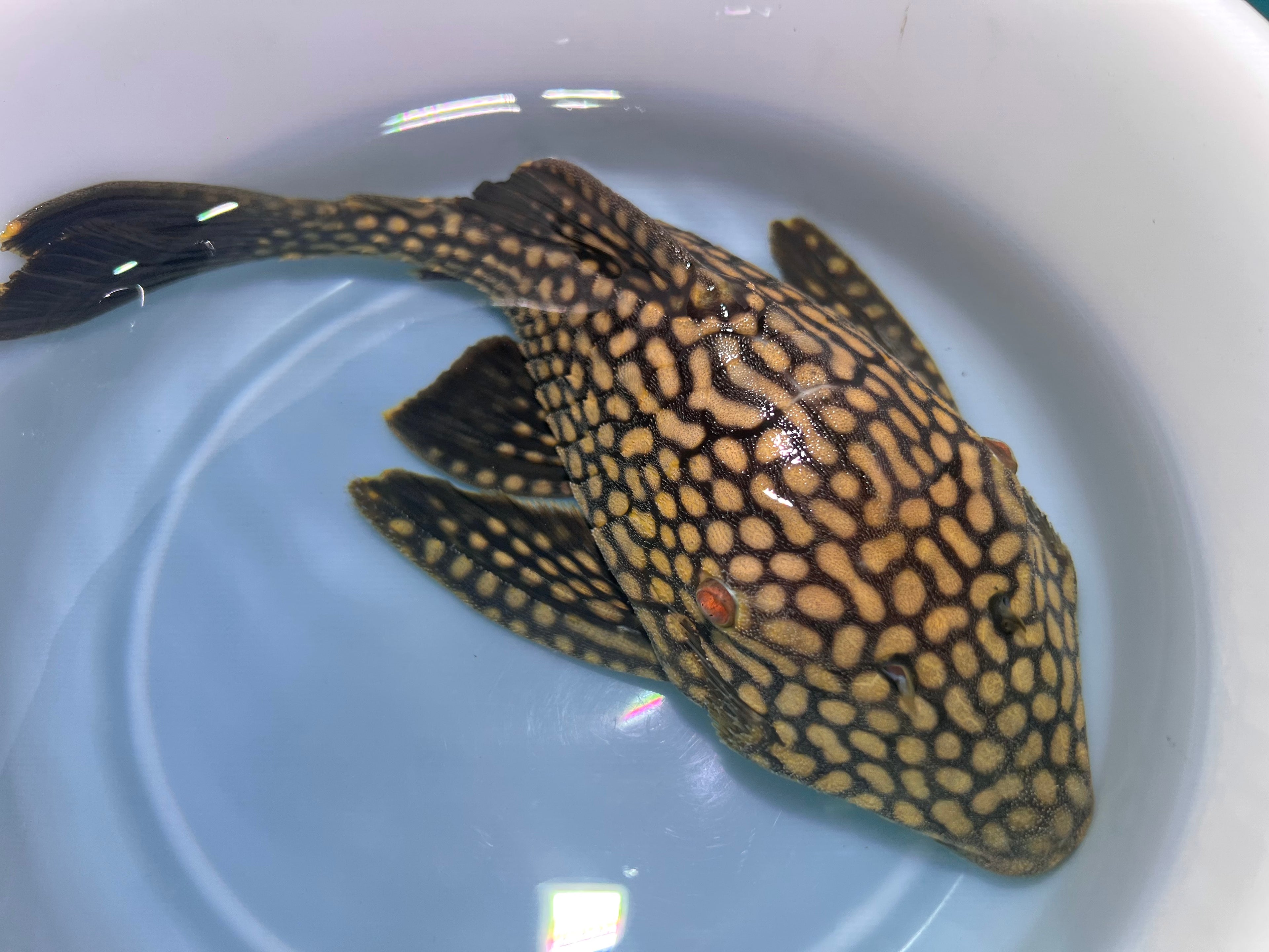 L330 鑽石皇冠豹 Panaque cf.nigrolineatus