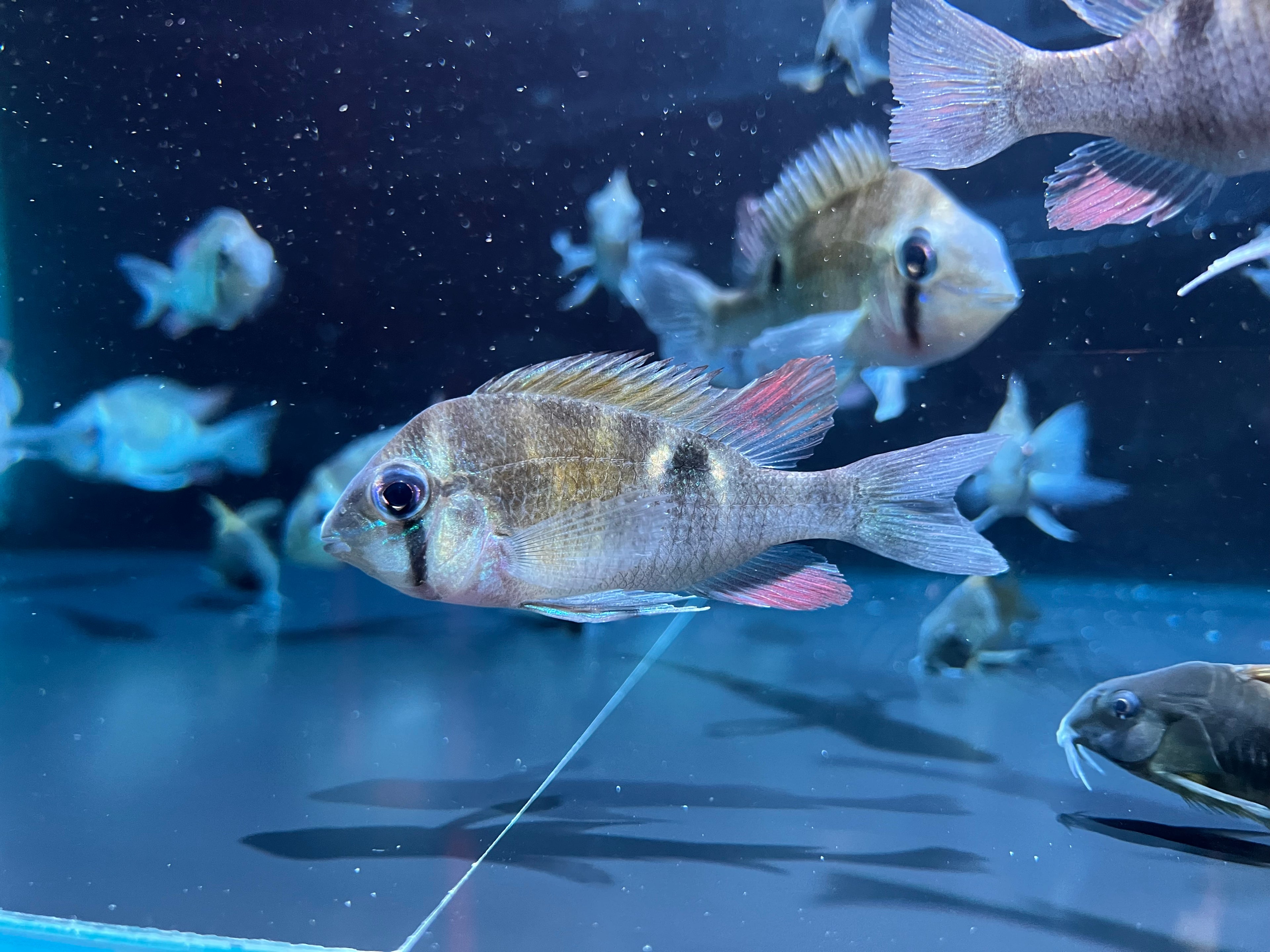 黃腹月亮寶石生魚實拍 -
AMAZONFISHWAY 魚道