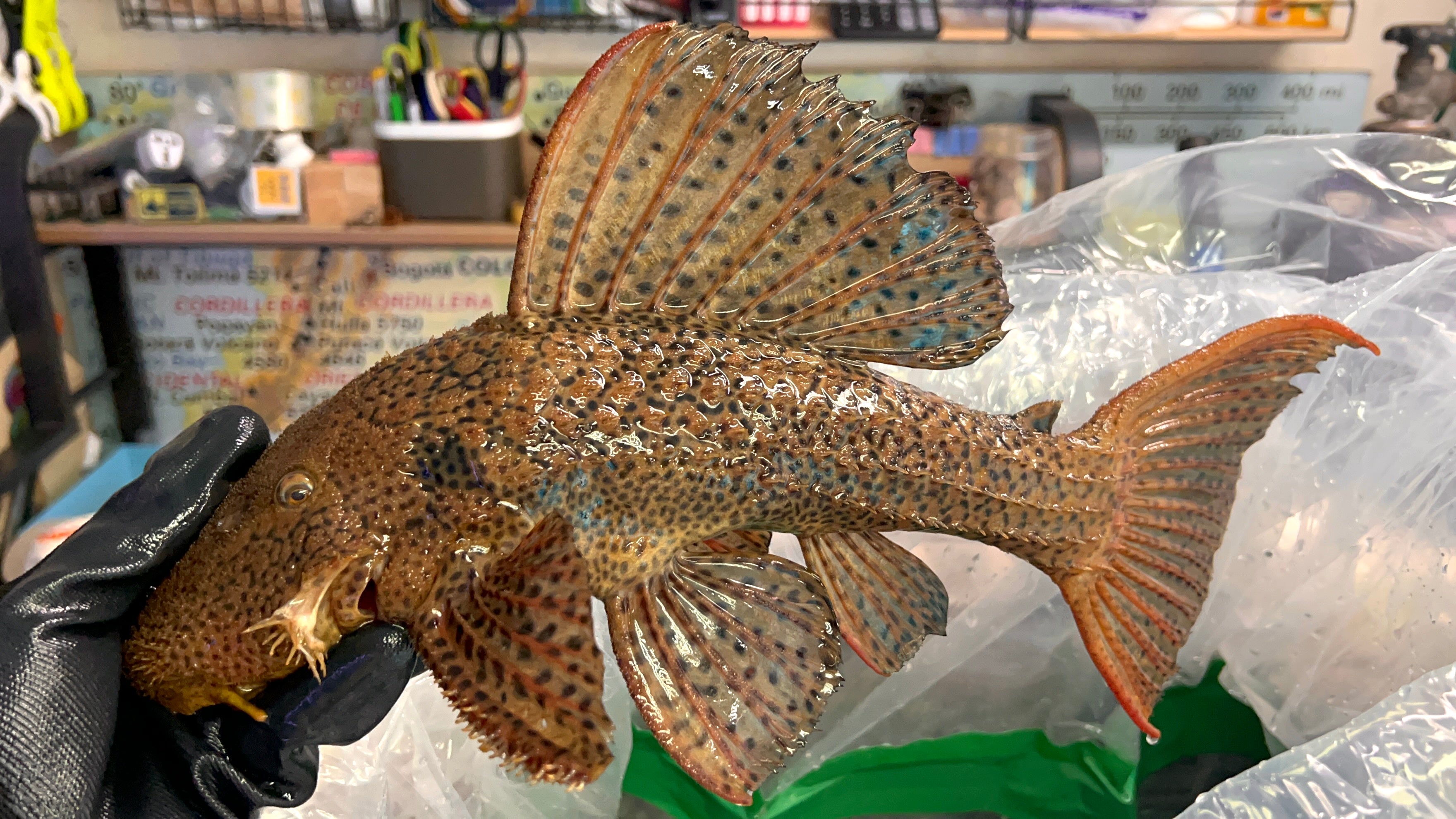 橘邊瑪格坦克異形野生魚開箱實拍 -
AMAZONFISHWAY 魚道