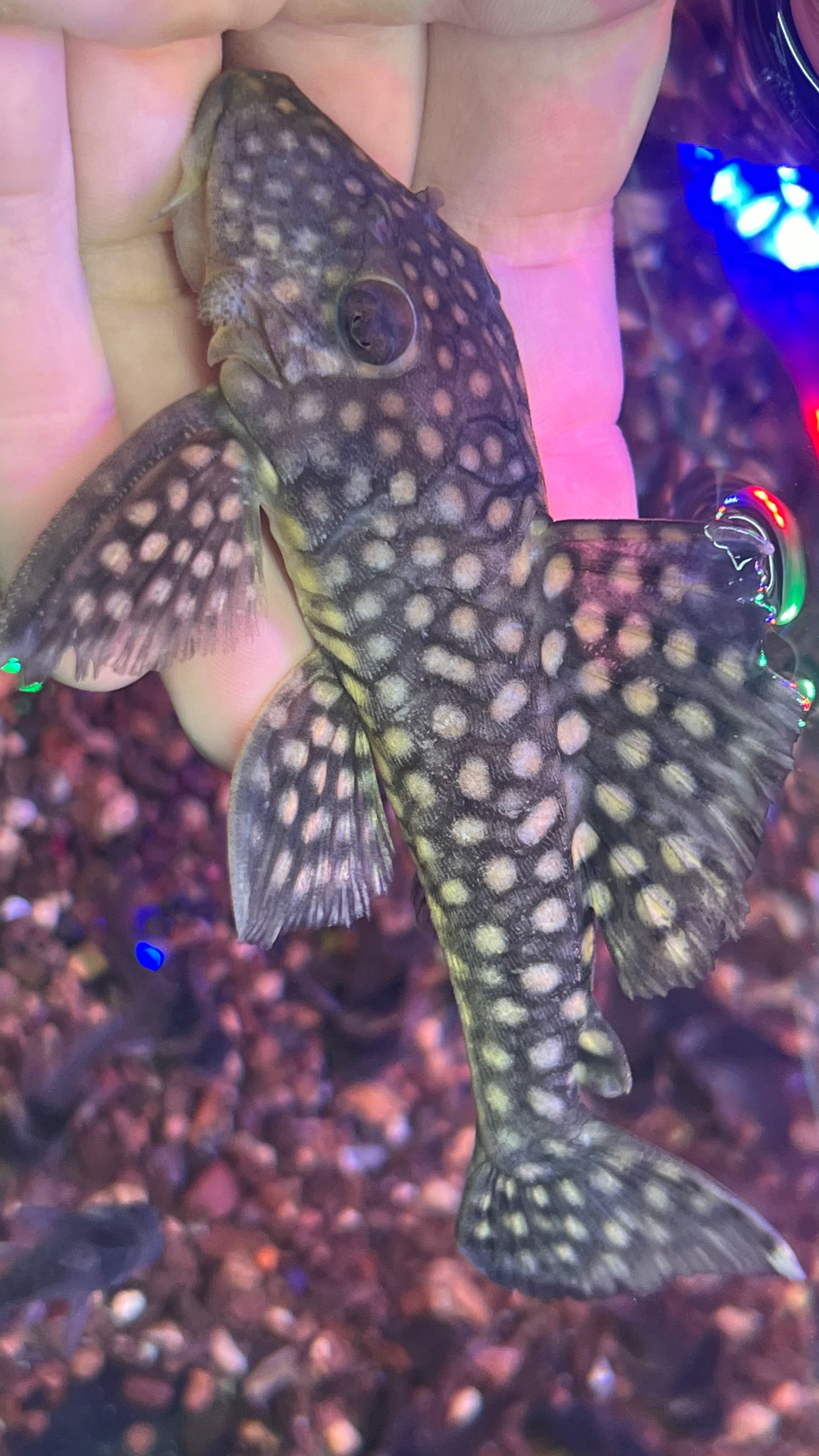 將軍珍珠野生魚實拍 -
AMAZONFISHWAY 魚道
