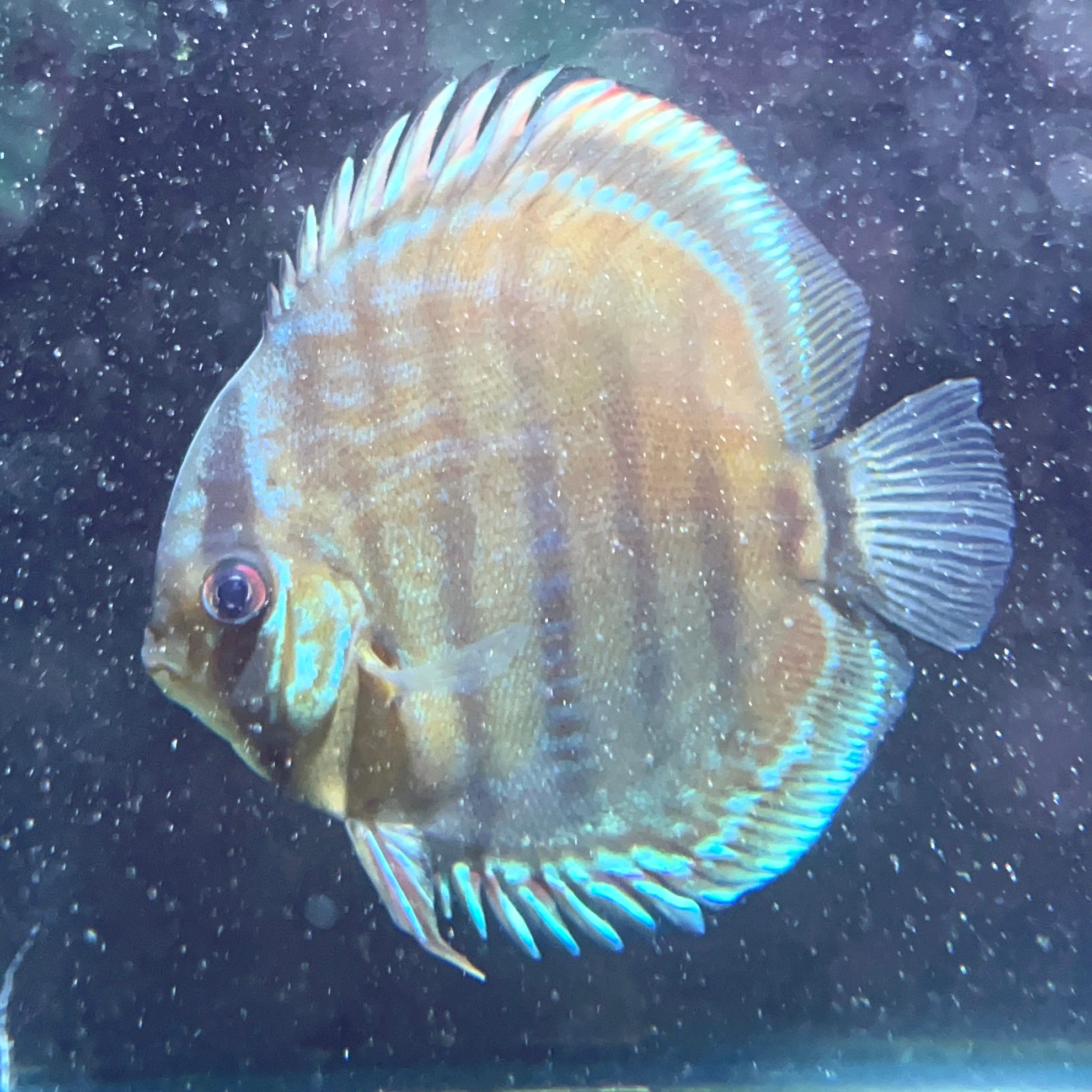 皇室綠七彩神仙野生魚群遊實拍 -
AMAZONFISHWAY 魚道