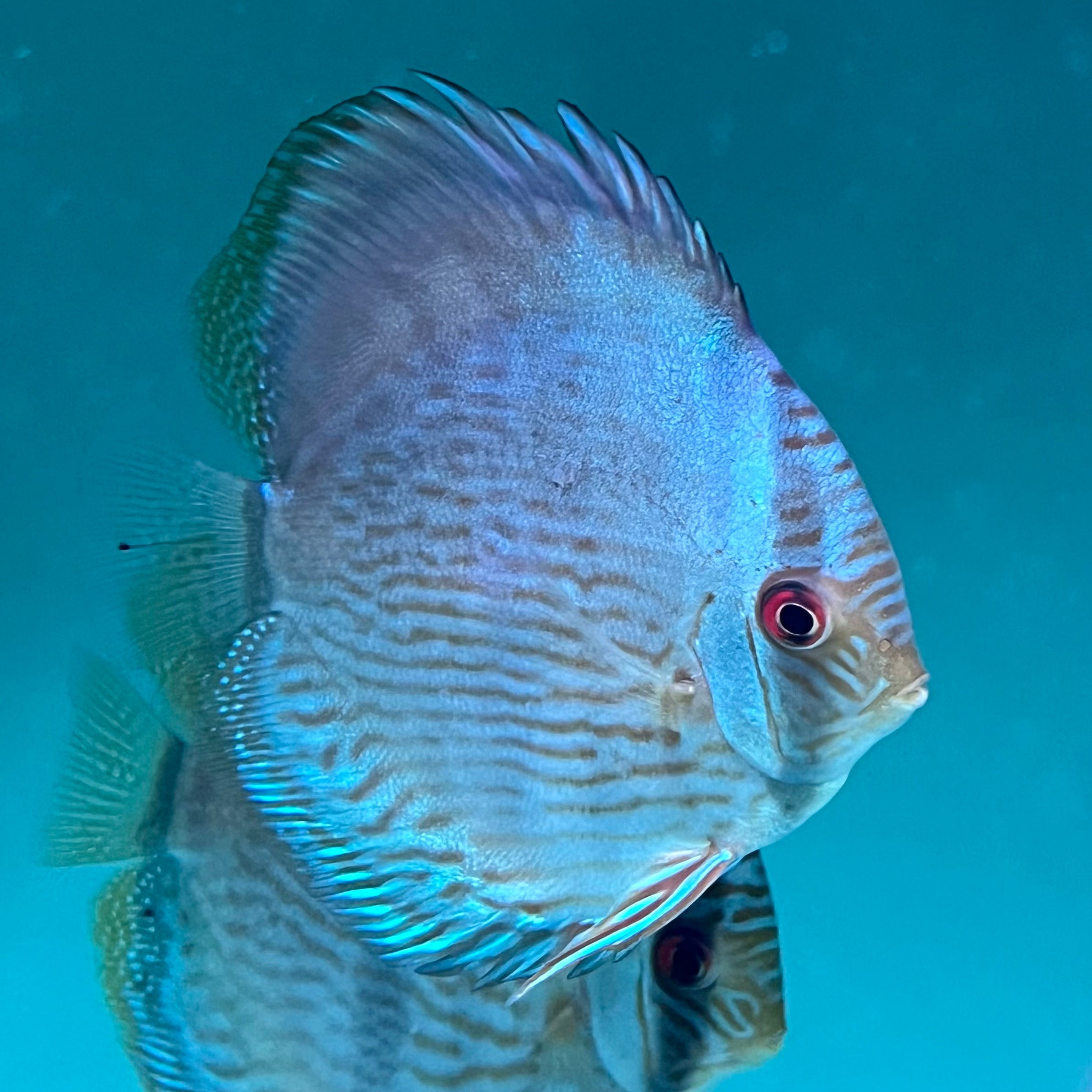 藍月黑格爾七彩神仙野生魚實拍-
AMAZONFISHWAY 魚道