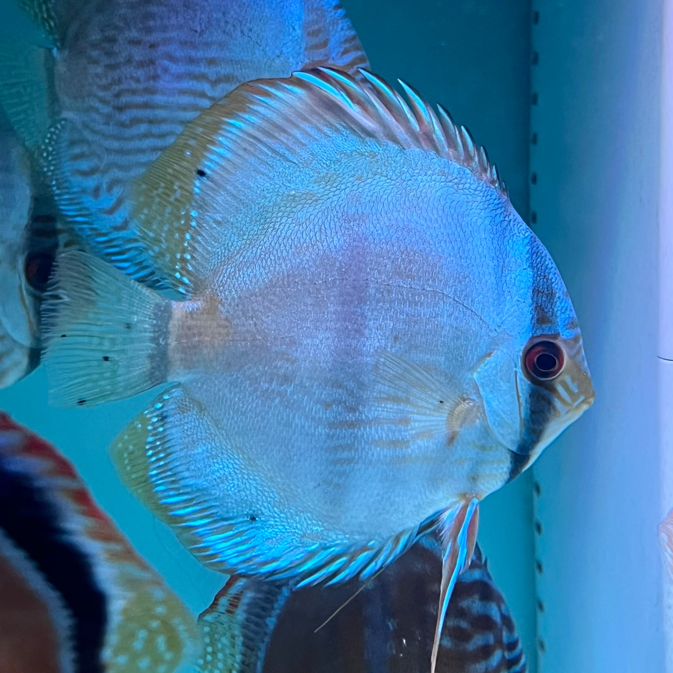 藍月黑格爾七彩神仙野生魚實拍-
AMAZONFISHWAY 魚道