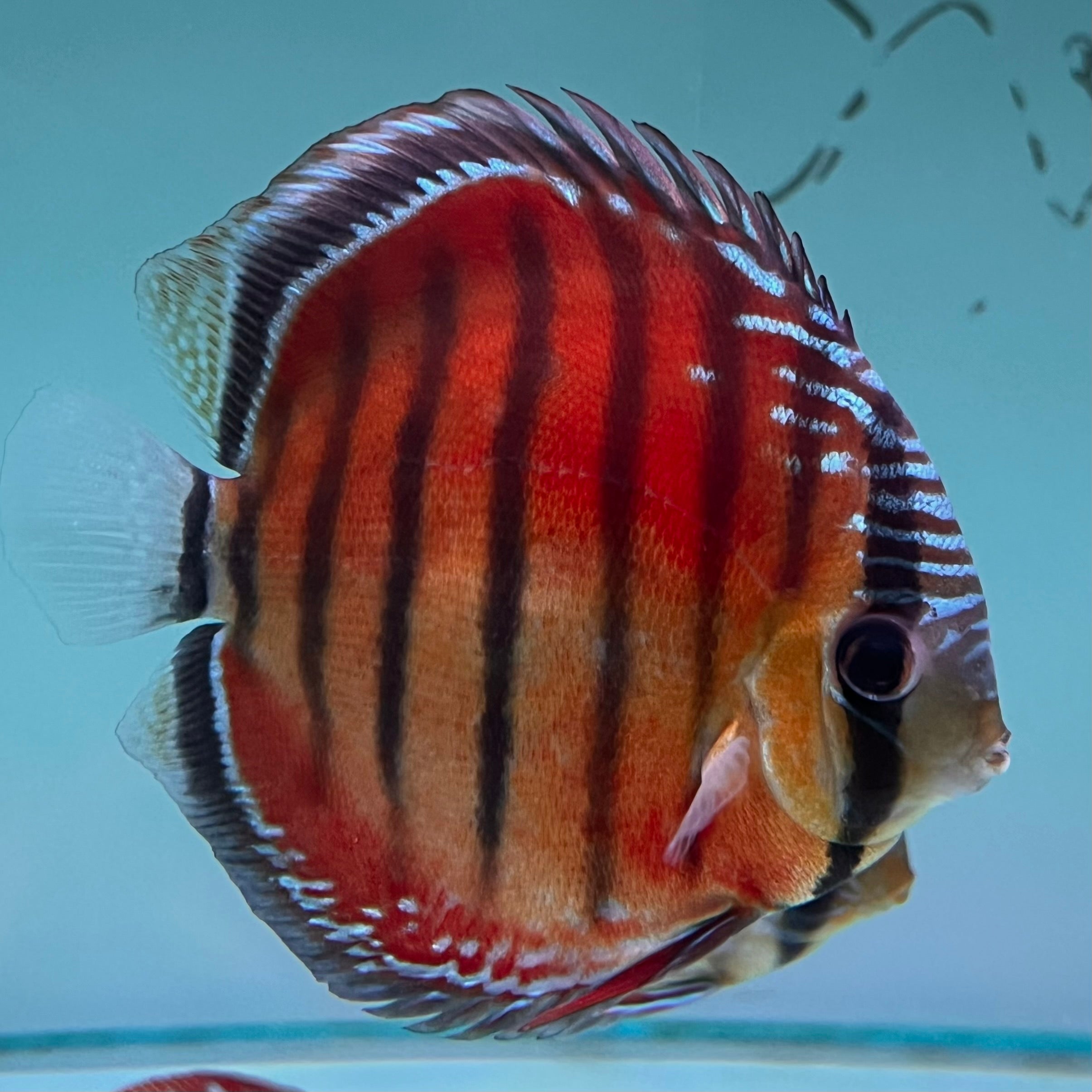 血紅七彩神仙野生魚實拍-
AMAZONFISHWAY 魚道