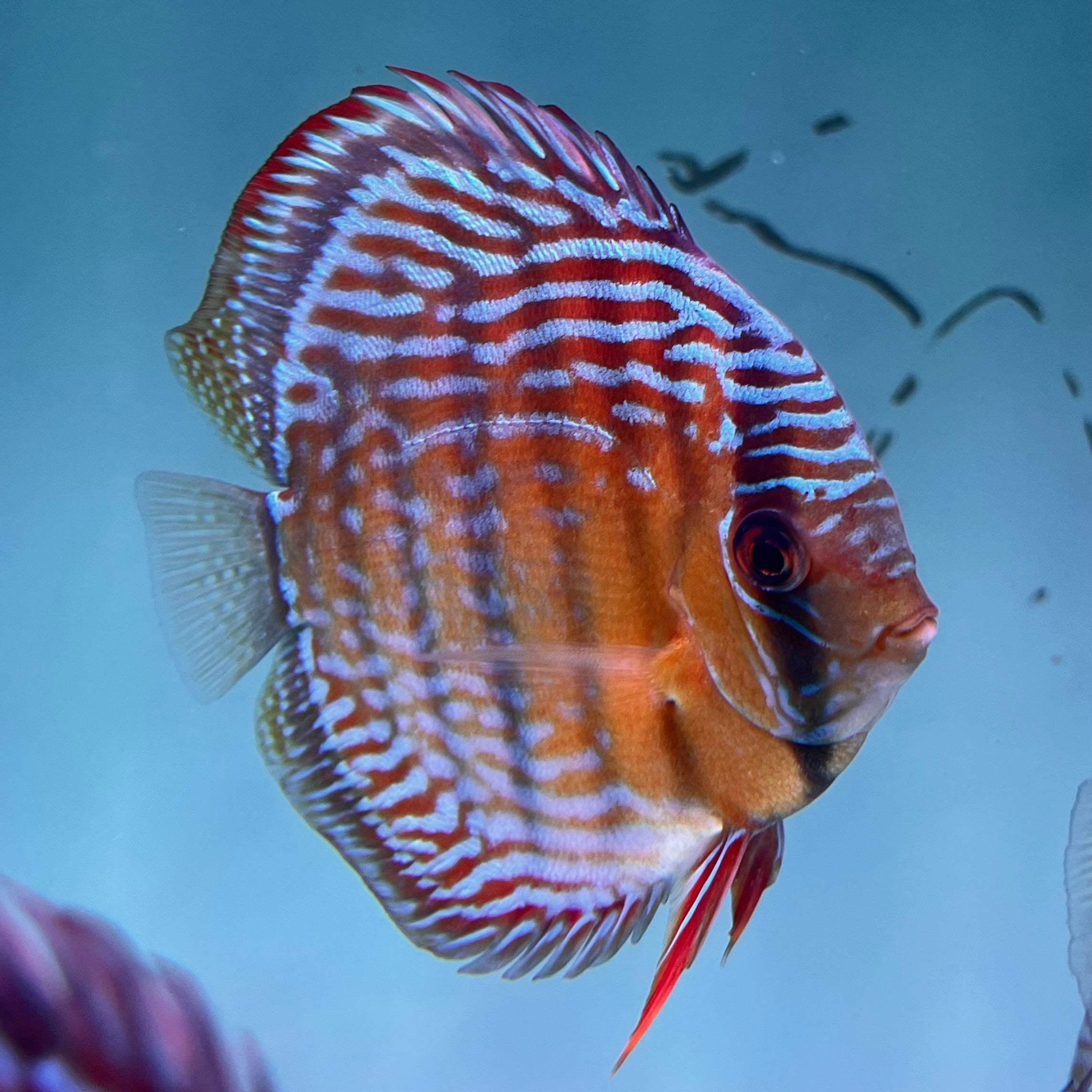 皇室紅七彩神仙野生魚實拍-
AMAZONFISHWAY 