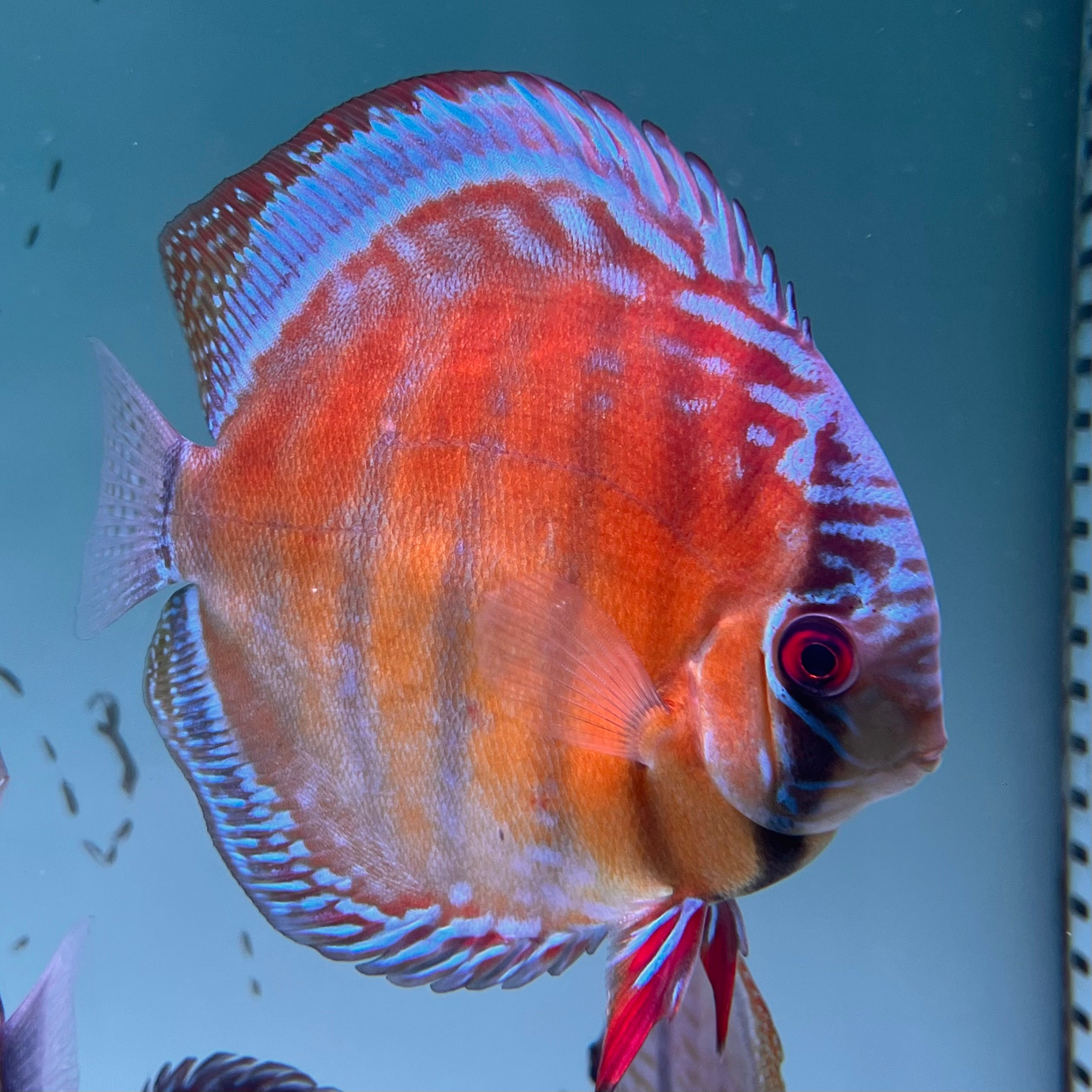血紅七彩神仙野生魚實拍-
AMAZONFISHWAY 魚道