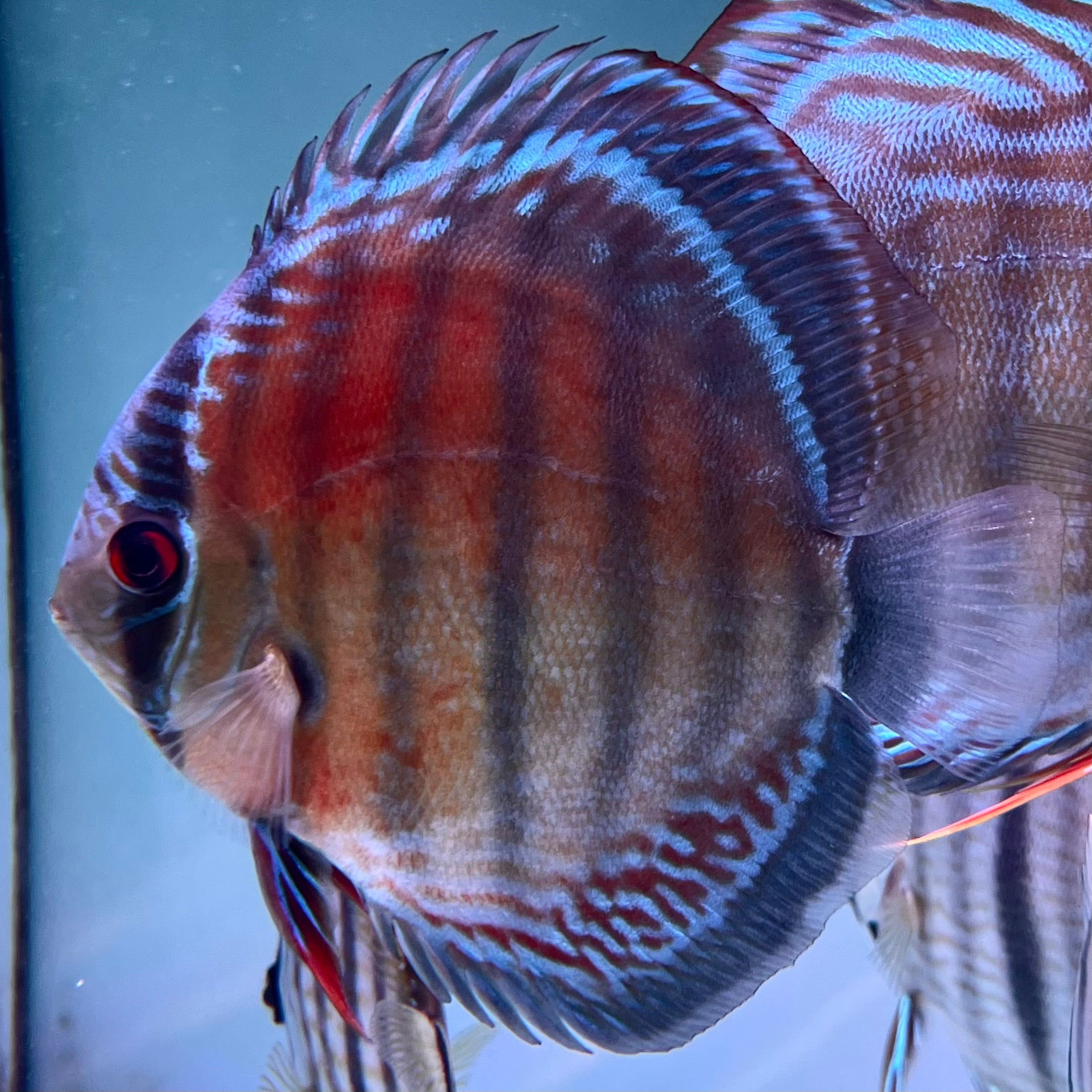 #RB03 血斑紅七彩神仙 Symphysodon SLOID RED discus