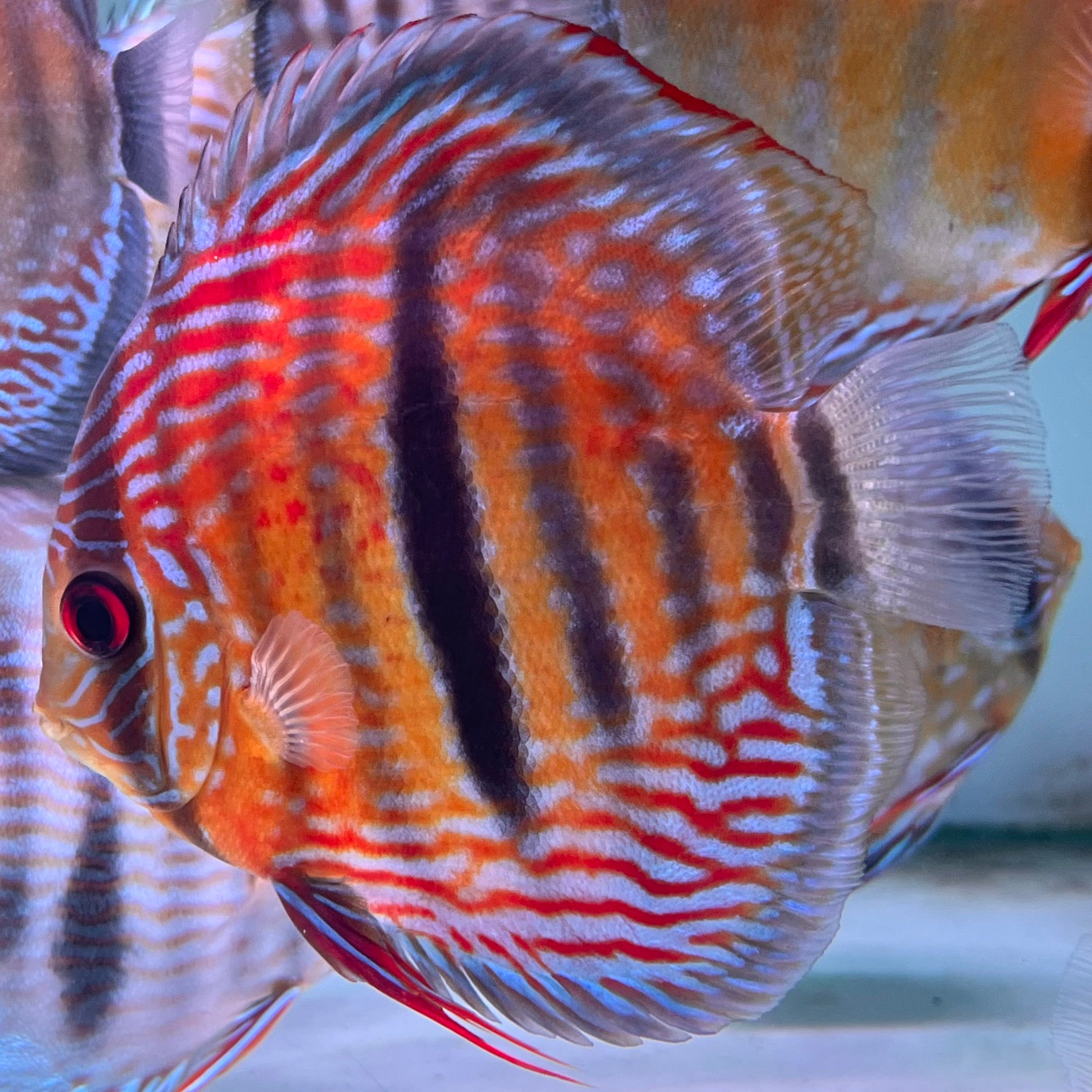 混血七彩神仙野生魚實拍-
AMAZONFISHWAY 魚道