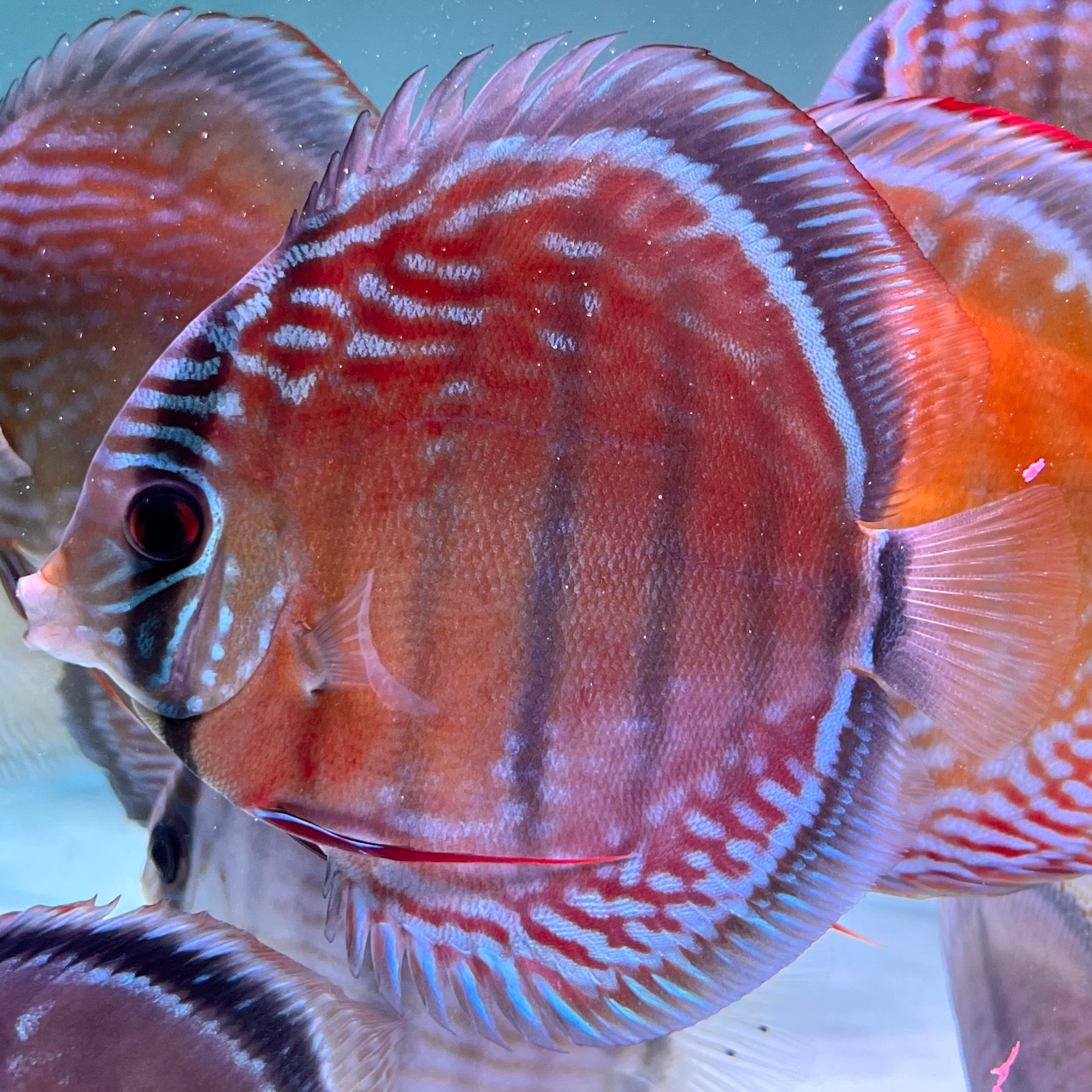 血紅七彩神仙野生魚實拍-
AMAZONFISHWAY 魚道