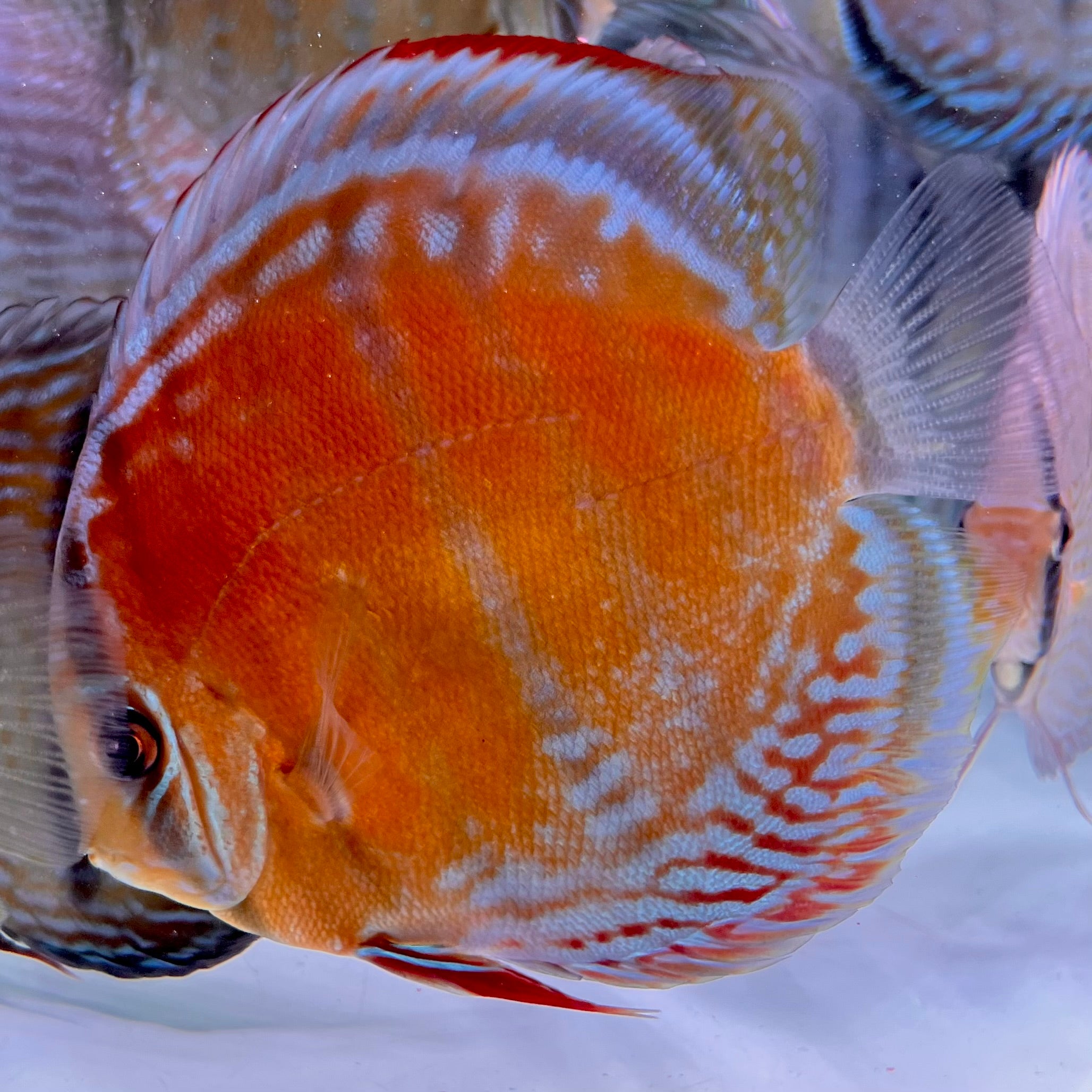 #RB05 血紅七彩神仙 Symphysodon RED discus