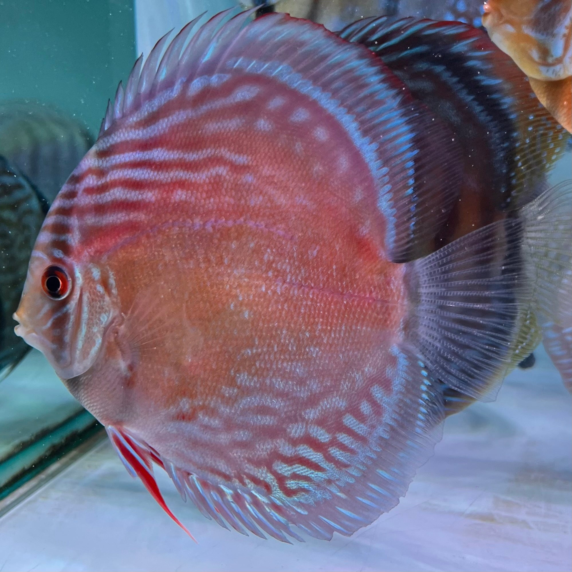 血紅七彩神仙野生魚實拍-
AMAZONFISHWAY 魚道