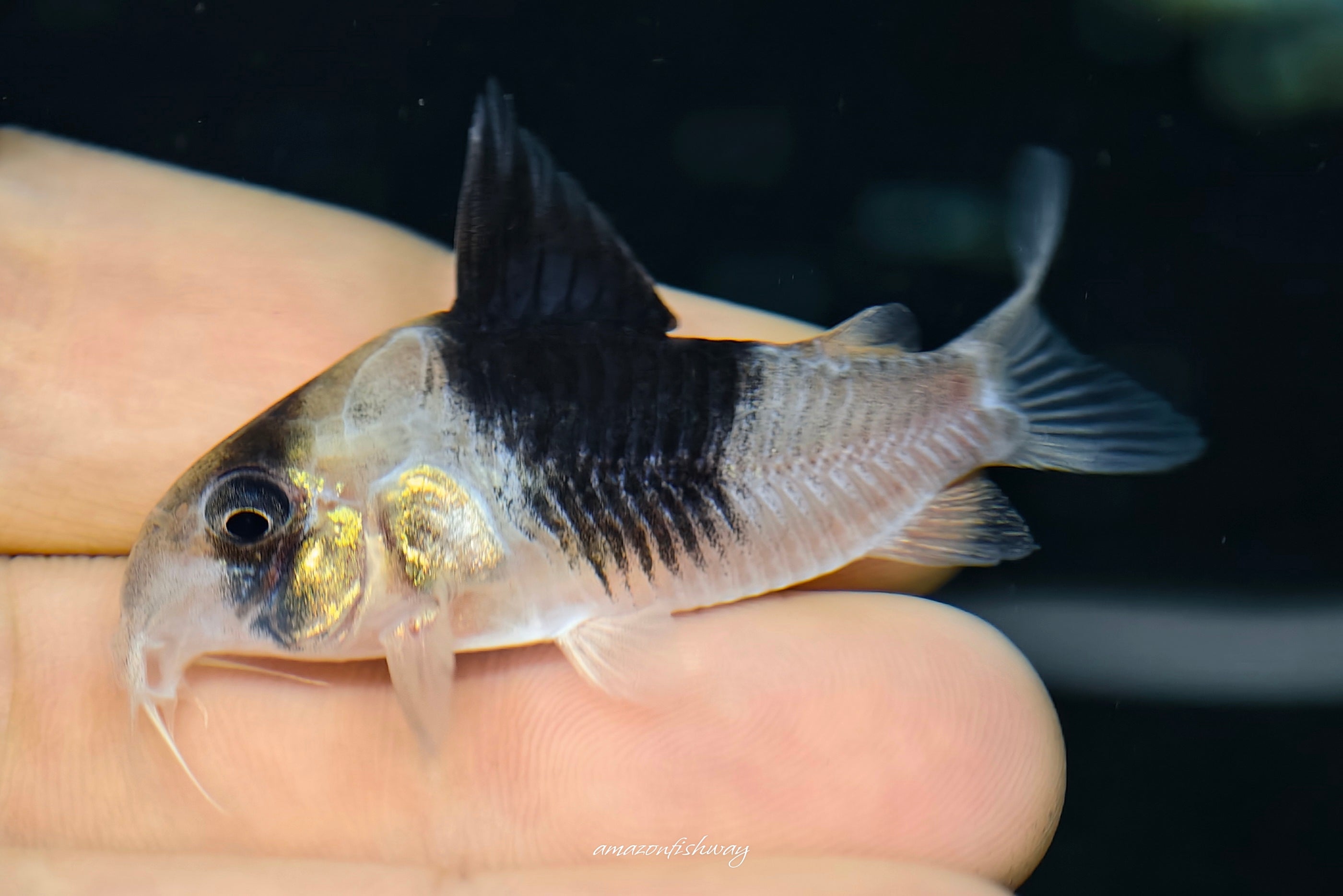 CW051 寬斑超級雙色鼠野生魚群實拍 -
AMAZONFISHWAY 魚道