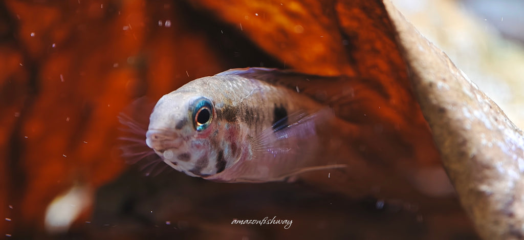 Apistogramma sp Segelflossen 「S帆」野生魚實拍 -
AMAZONFISHWAY 魚道