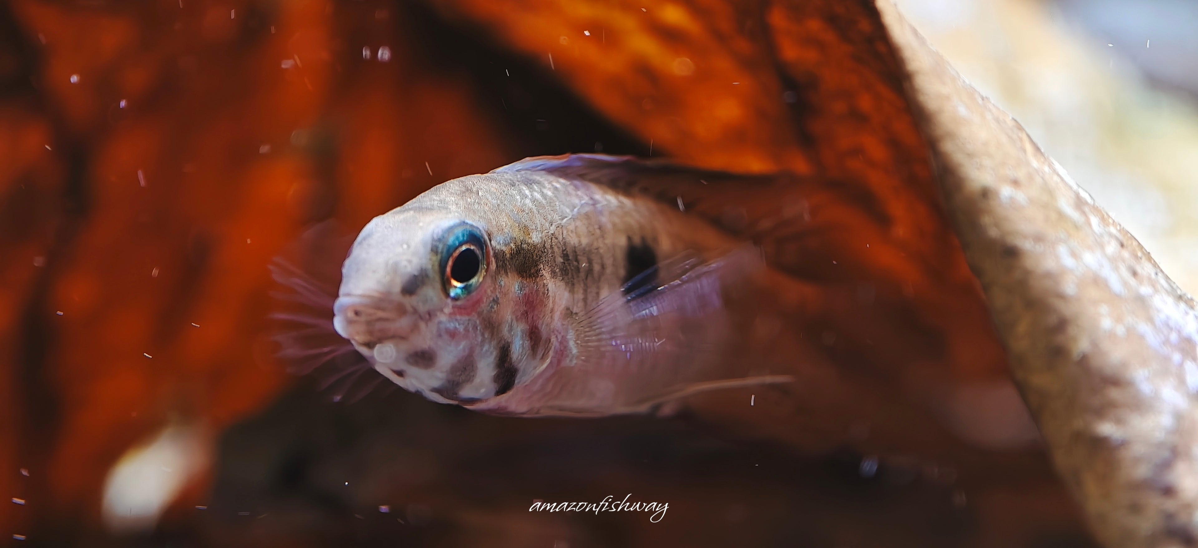 Apistogramma sp Segelflossen 「S帆」野生魚實拍 -
AMAZONFISHWAY 魚道