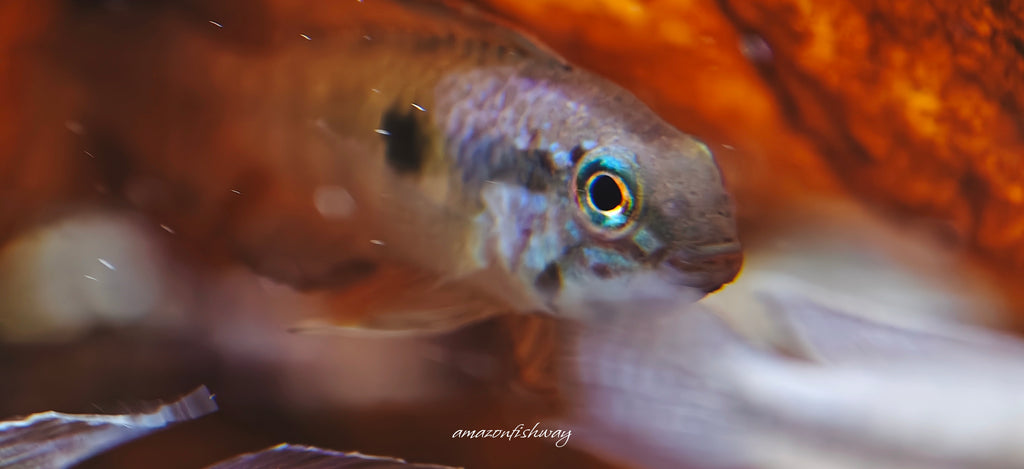 Apistogramma sp Segelflossen 「S帆」野生魚實拍 -
AMAZONFISHWAY 魚道