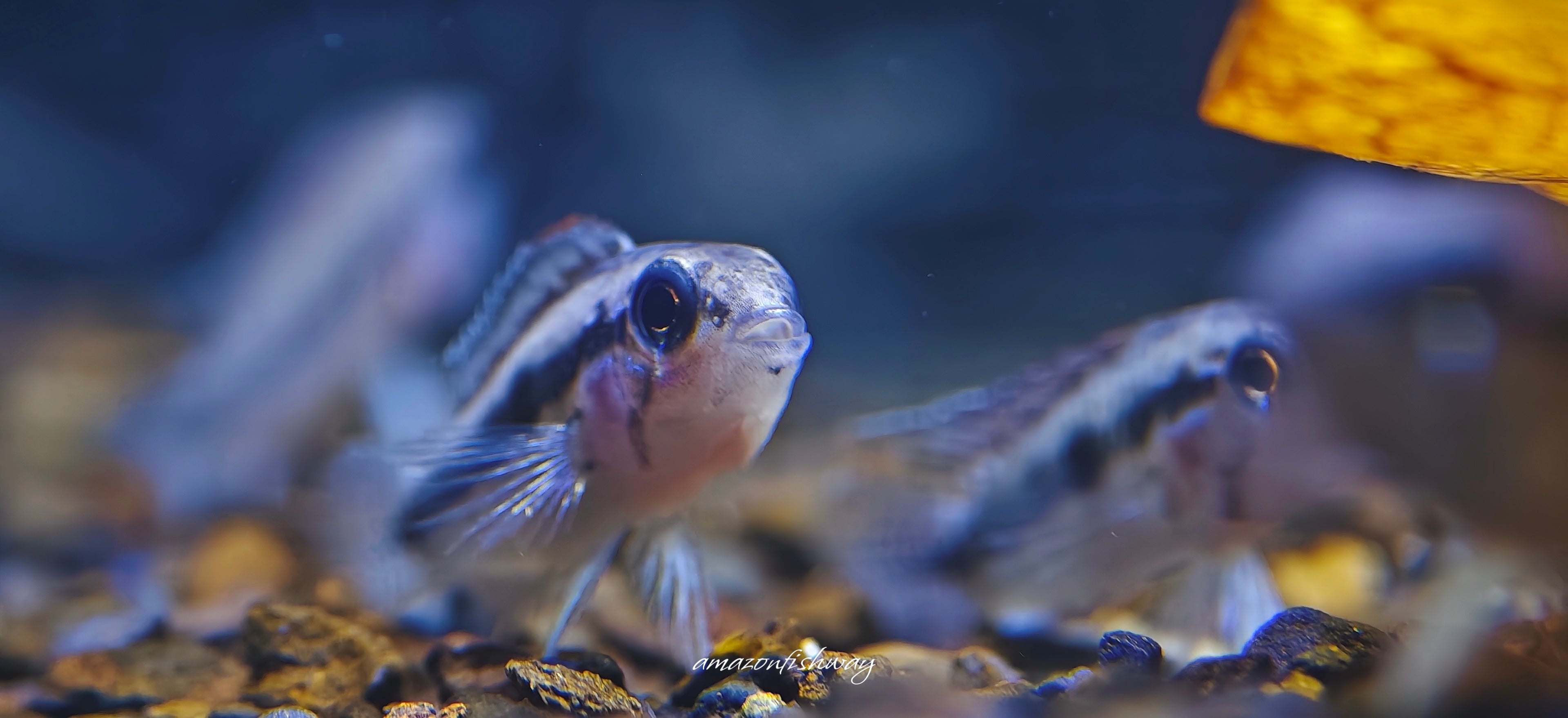 Apistogramma sp Segelflossen 「S帆」野生魚實拍 -
AMAZONFISHWAY 魚道