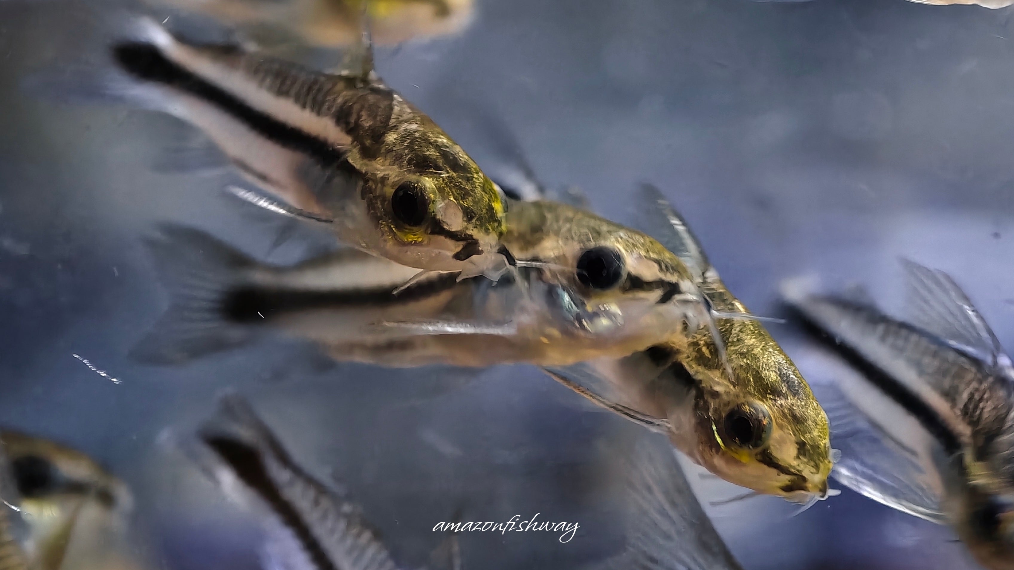 精靈鼠 野生魚實拍 -
AMAZONFISHWAY 魚道