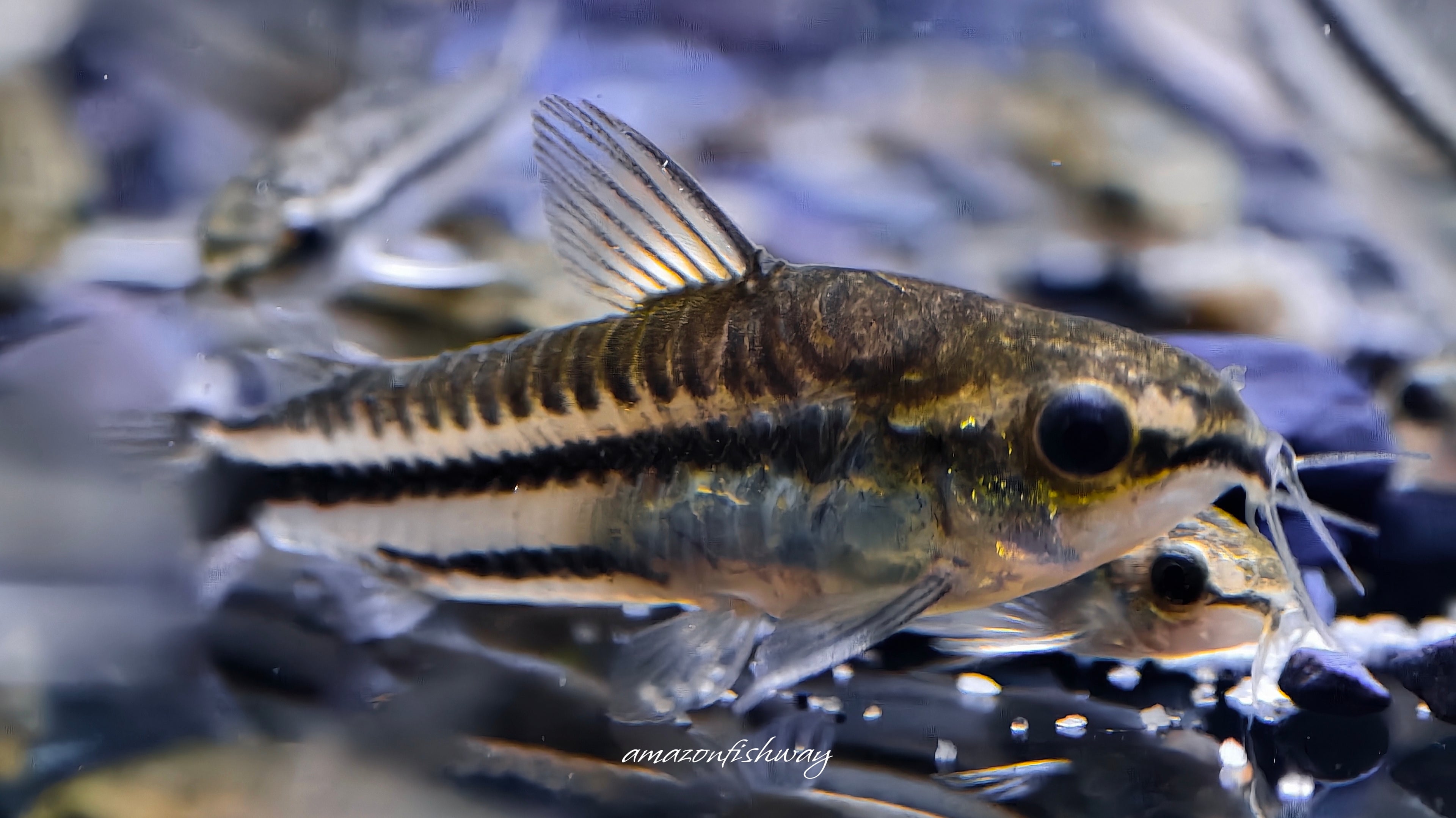 精靈鼠 野生魚實拍 -
AMAZONFISHWAY 魚道