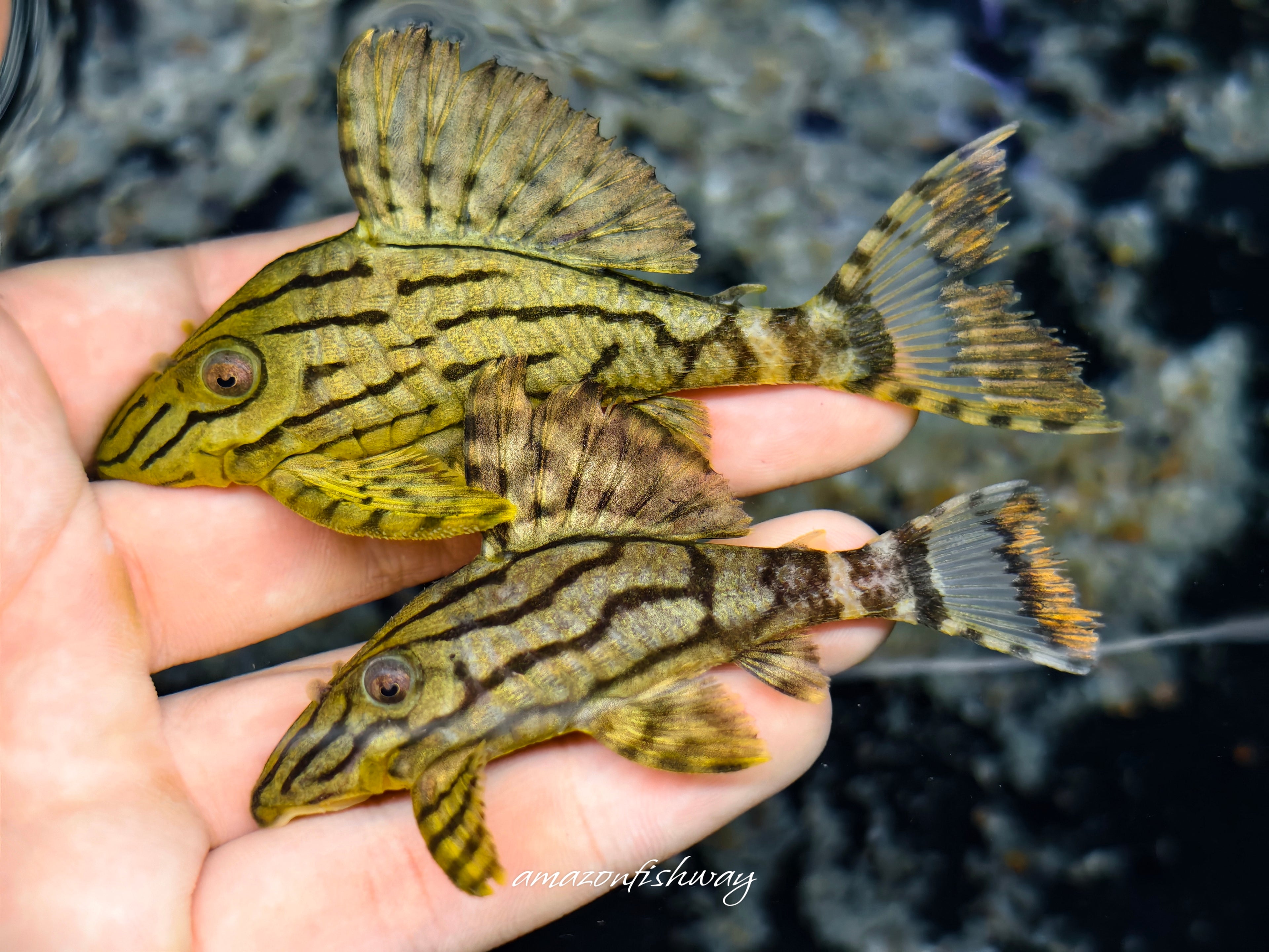 L191 西瓜異型 野生魚實拍 -
AMAZONFISHWAY 魚道
