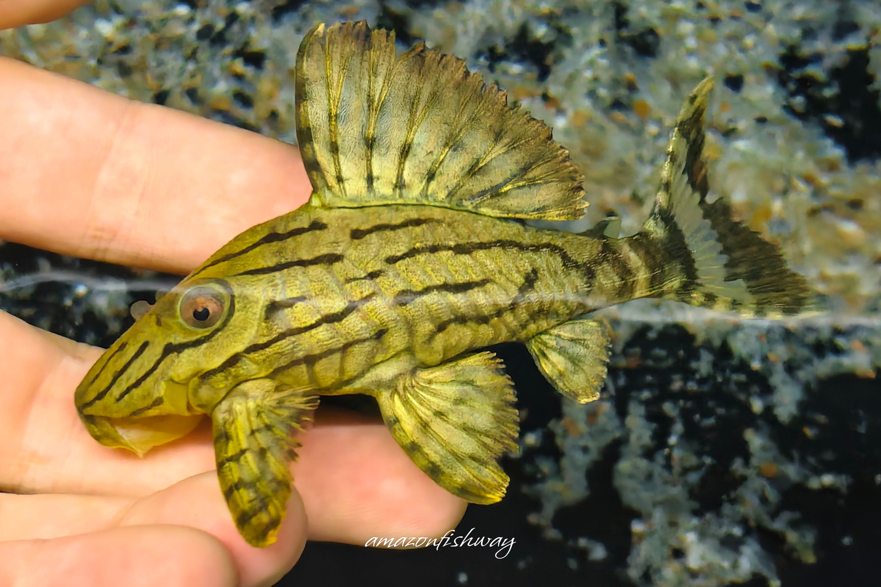 L191 西瓜異型 野生魚實拍 -
AMAZONFISHWAY 魚道