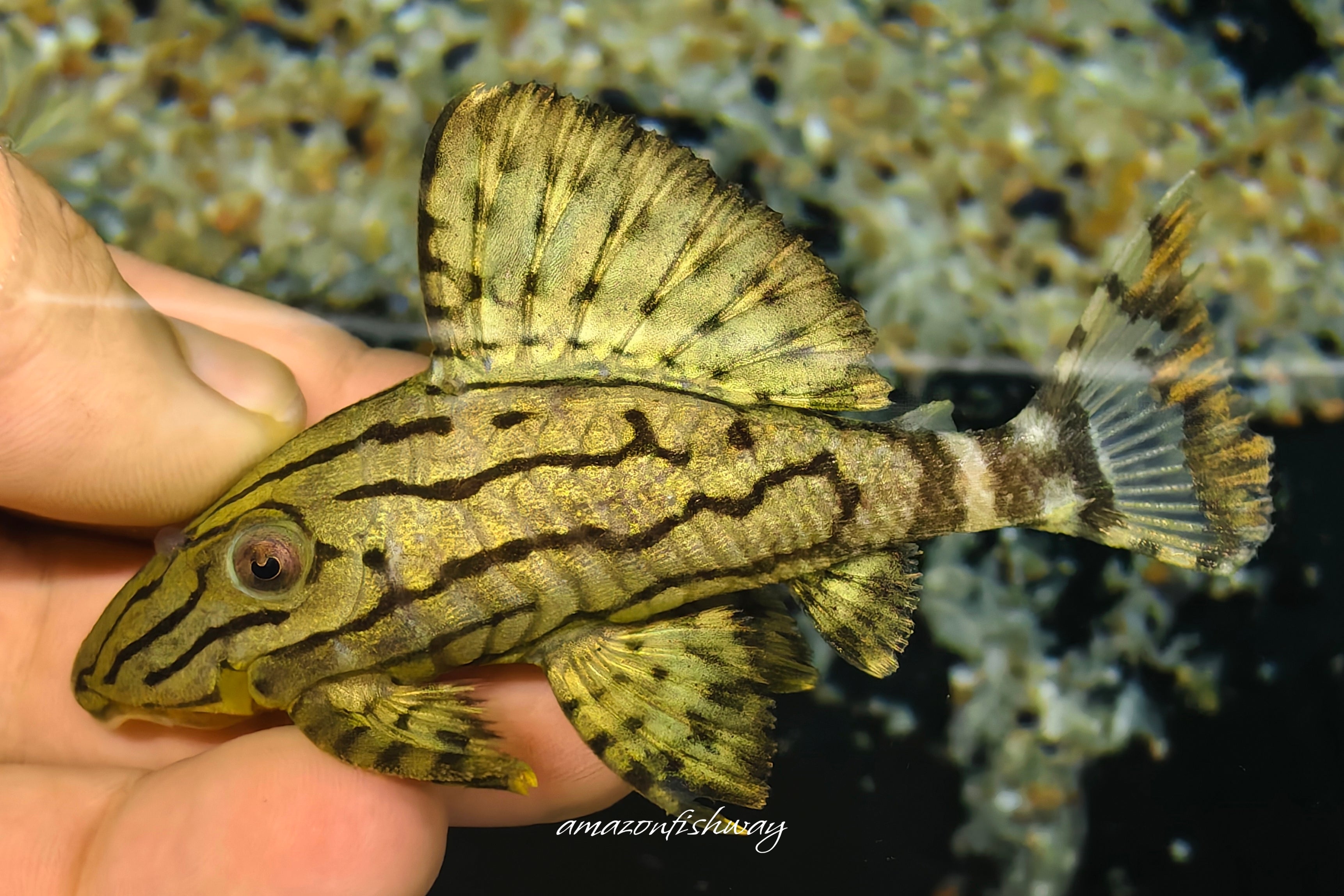 L191 西瓜異型 野生魚實拍 -
AMAZONFISHWAY 魚道