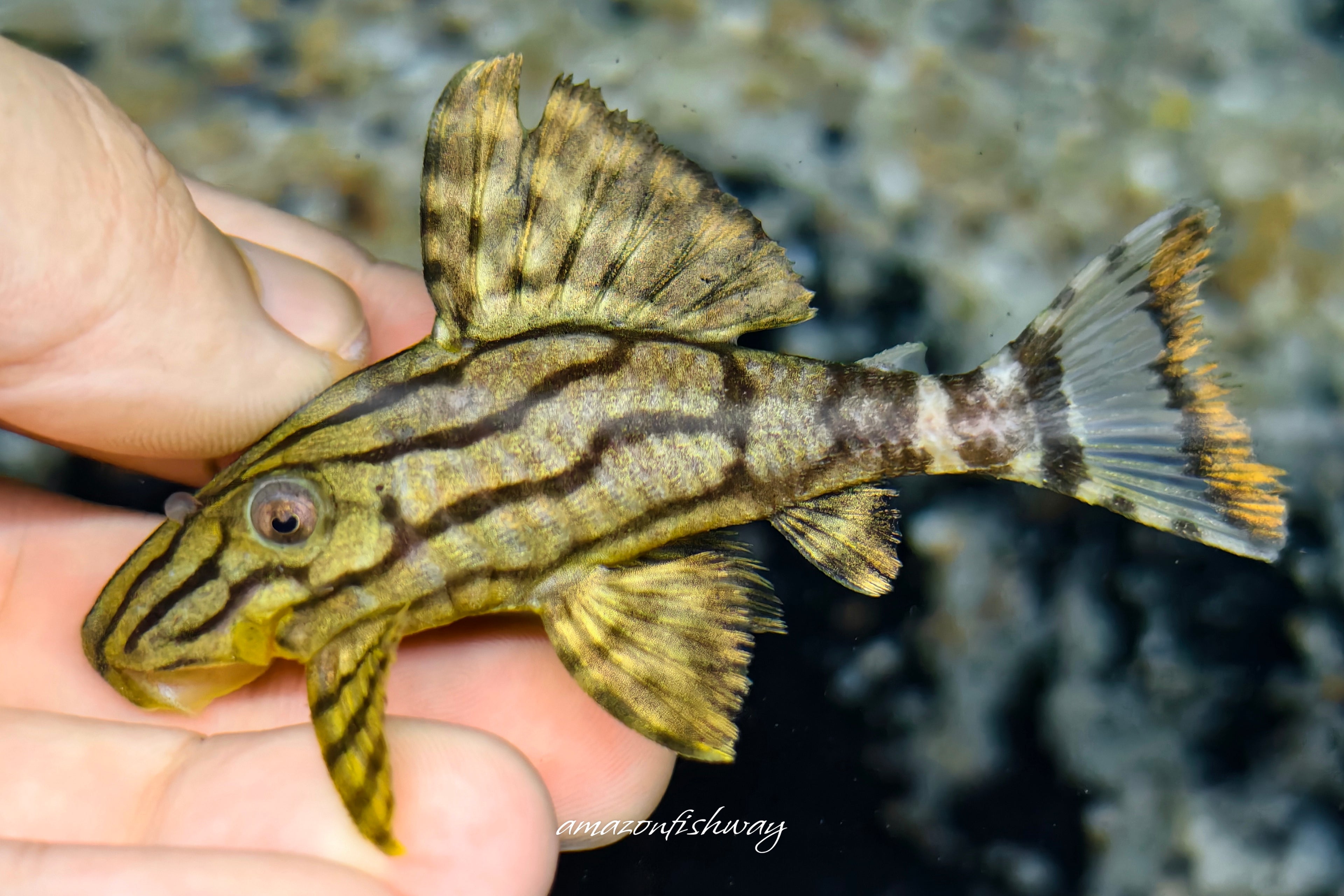L191 西瓜異型 野生魚實拍 -
AMAZONFISHWAY 魚道