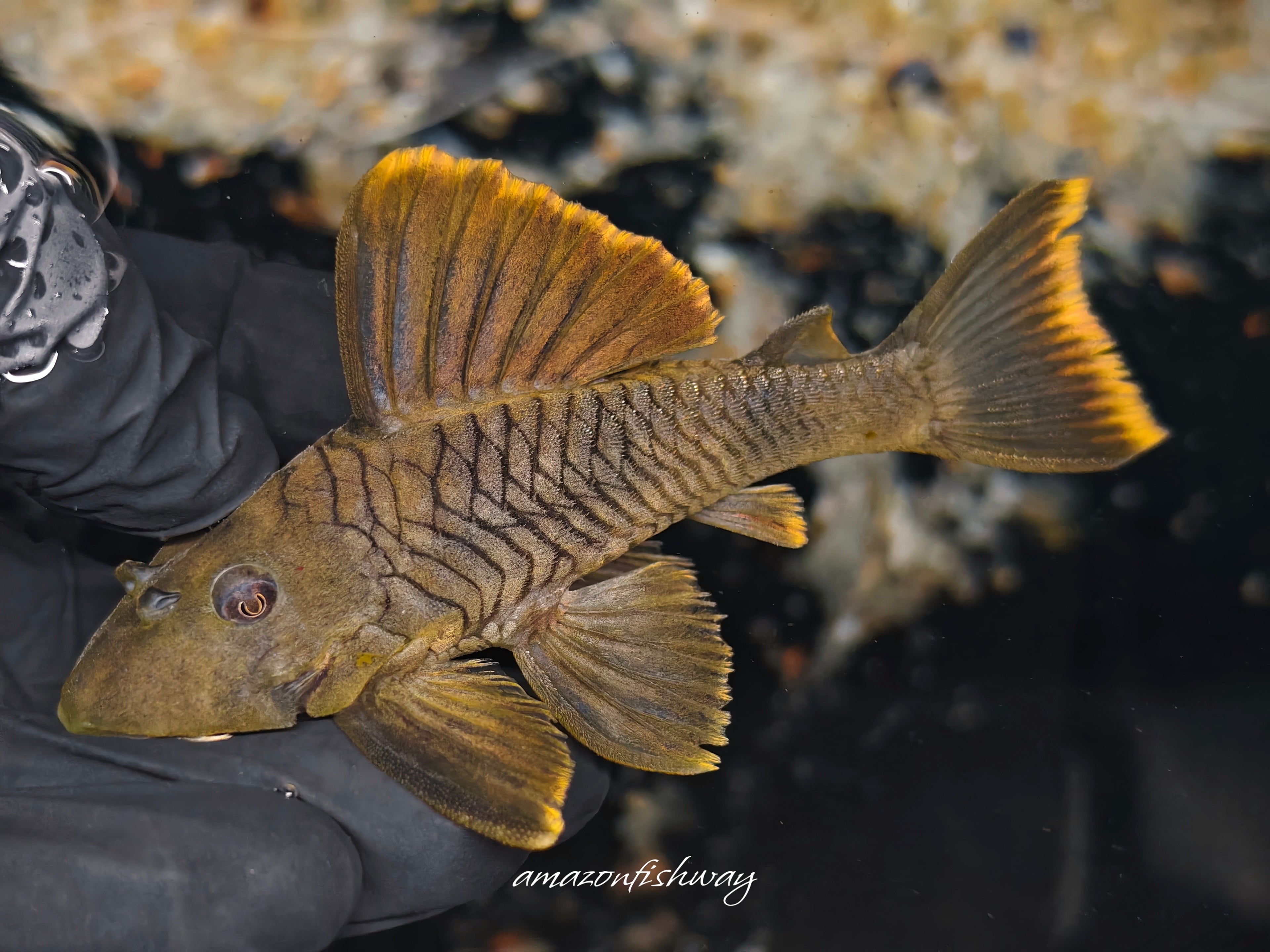橘帆老虎異型野生魚實拍 -
AMAZONFISHWAY 魚道
