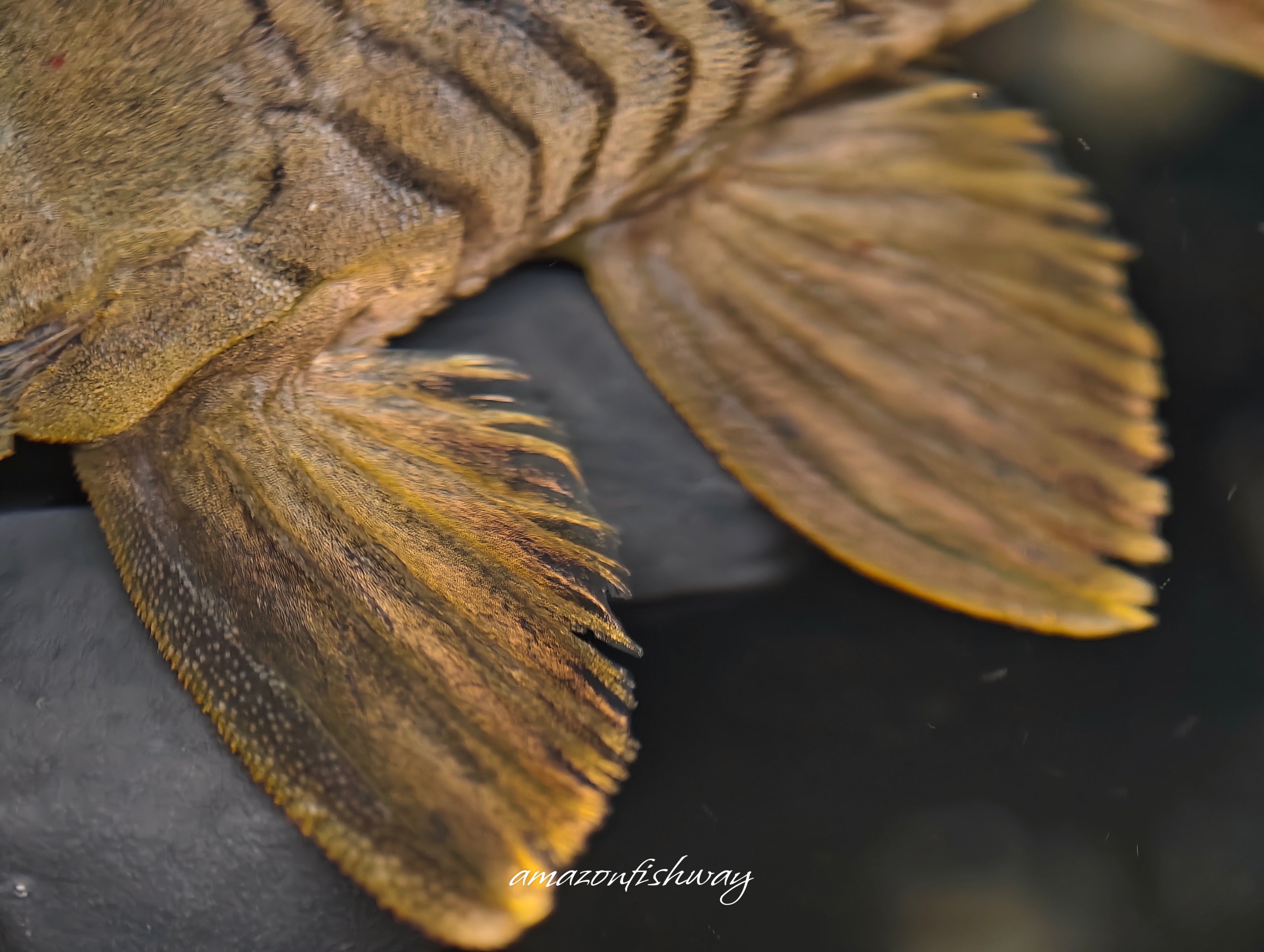 橘帆老虎異型野生魚實拍 -
AMAZONFISHWAY 魚道