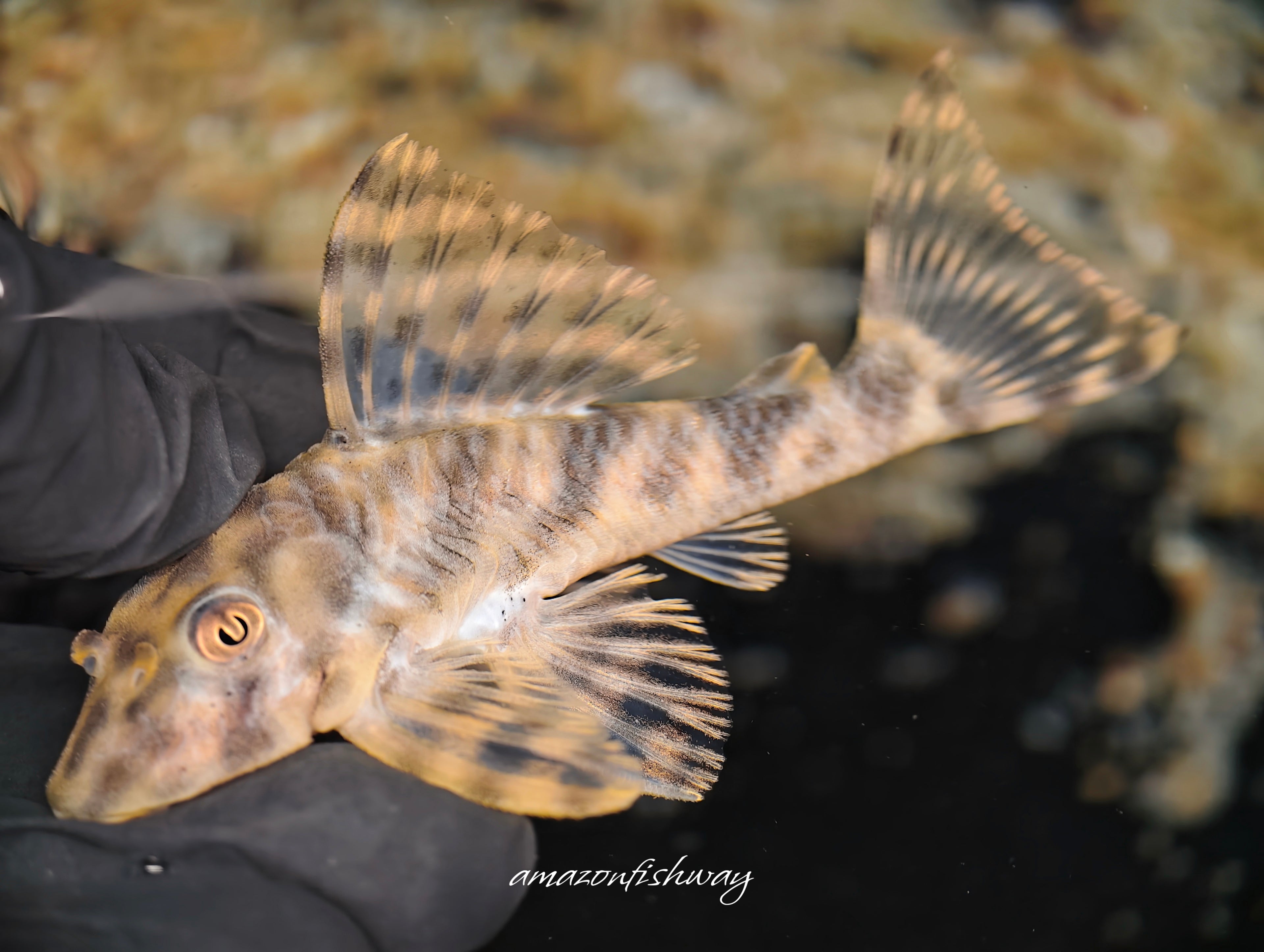 L015糖果條紋異型野生魚實拍 -
AMAZONFISHWAY 魚道