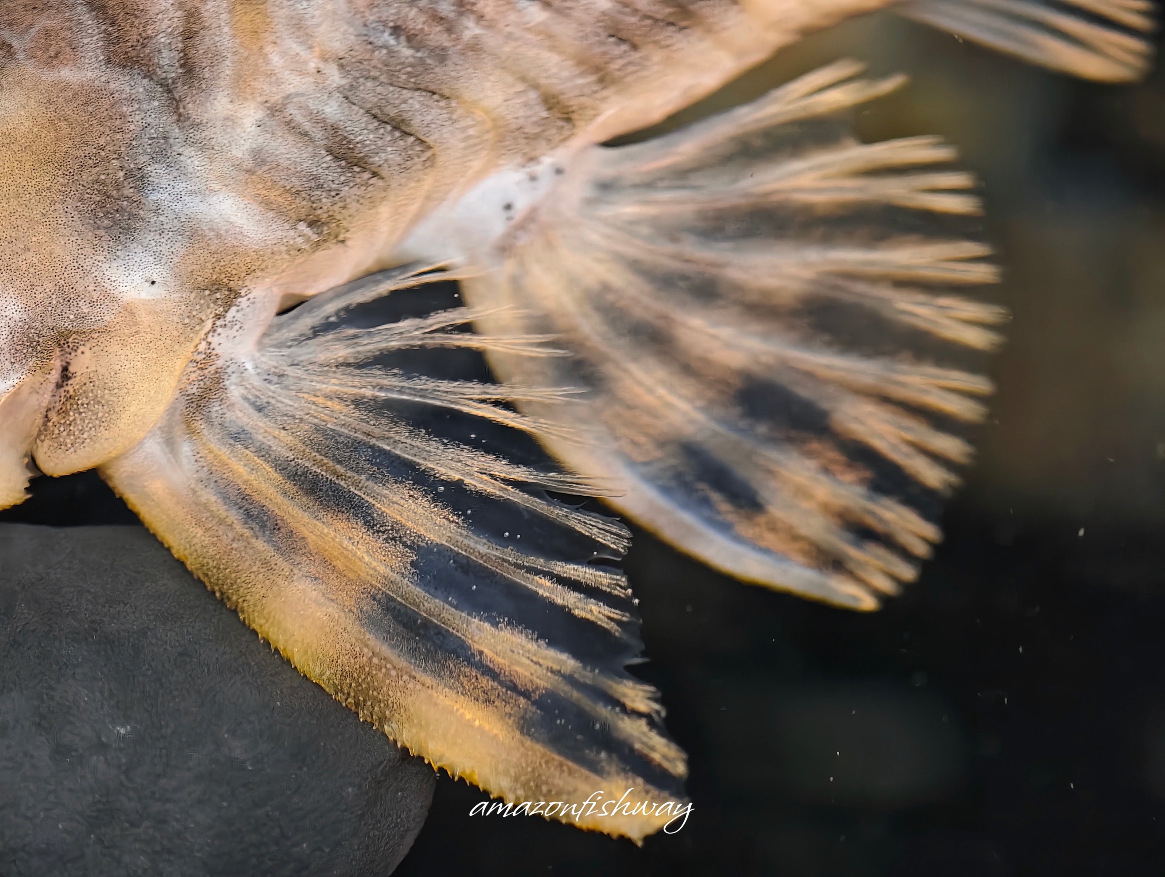 L015糖果條紋異型野生魚實拍 -
AMAZONFISHWAY 魚道