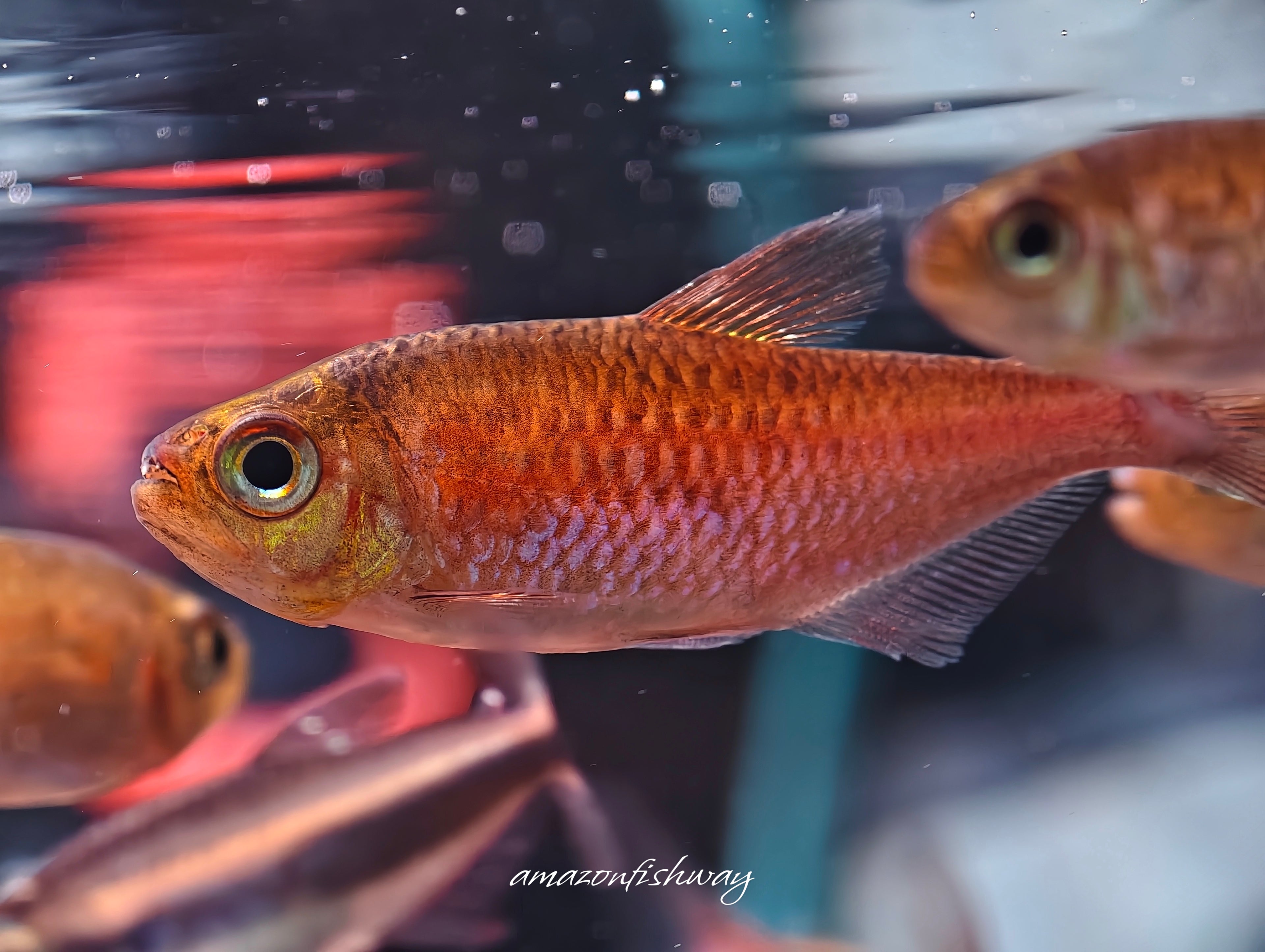 睡美人可卡燈野生魚實拍 -
AMAZONFISHWAY 魚道