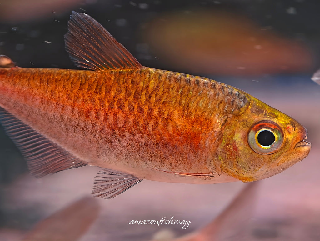 睡美人可卡燈野生魚實拍 -
AMAZONFISHWAY 魚道
