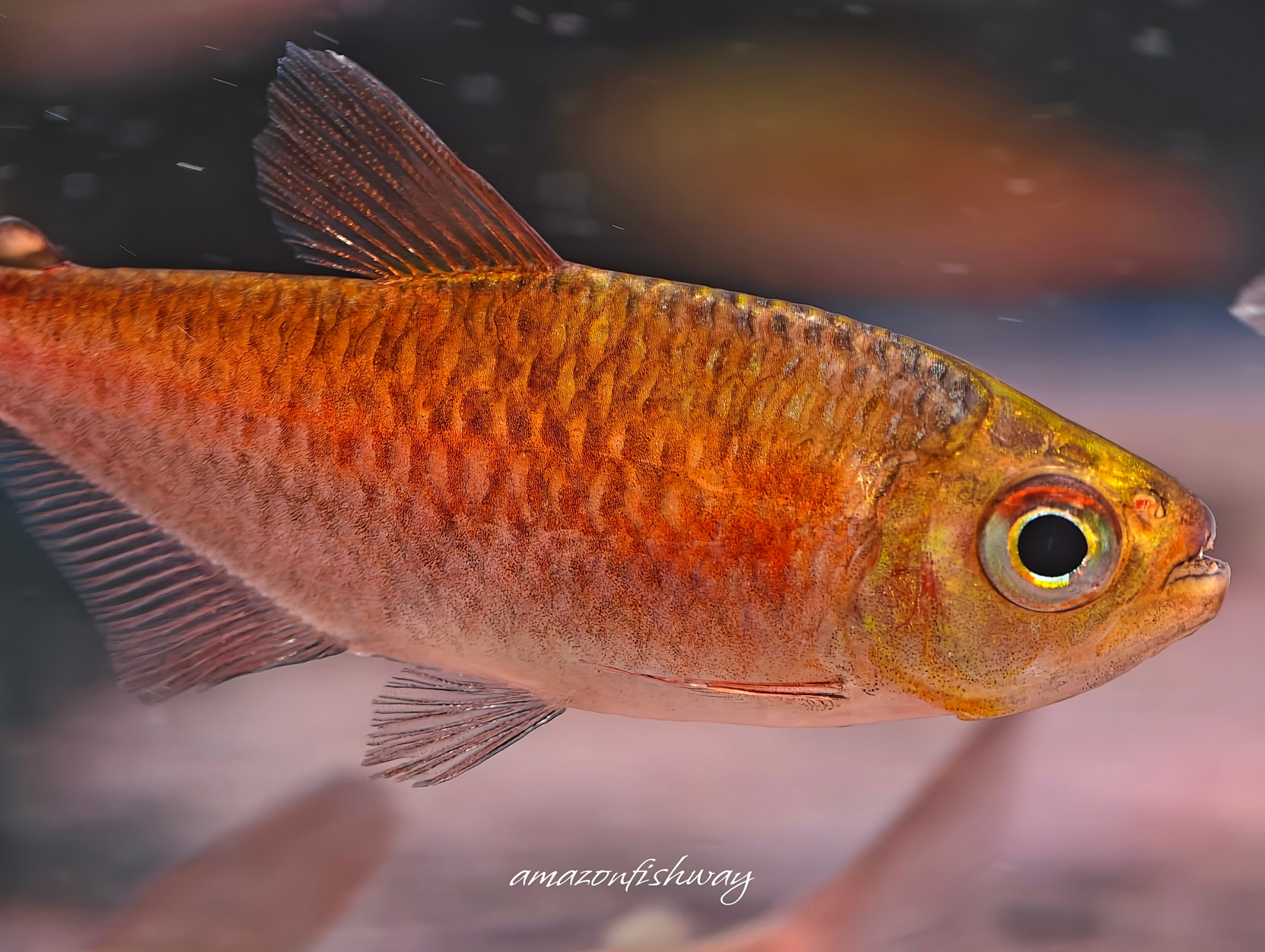 睡美人可卡燈野生魚實拍 -
AMAZONFISHWAY 魚道