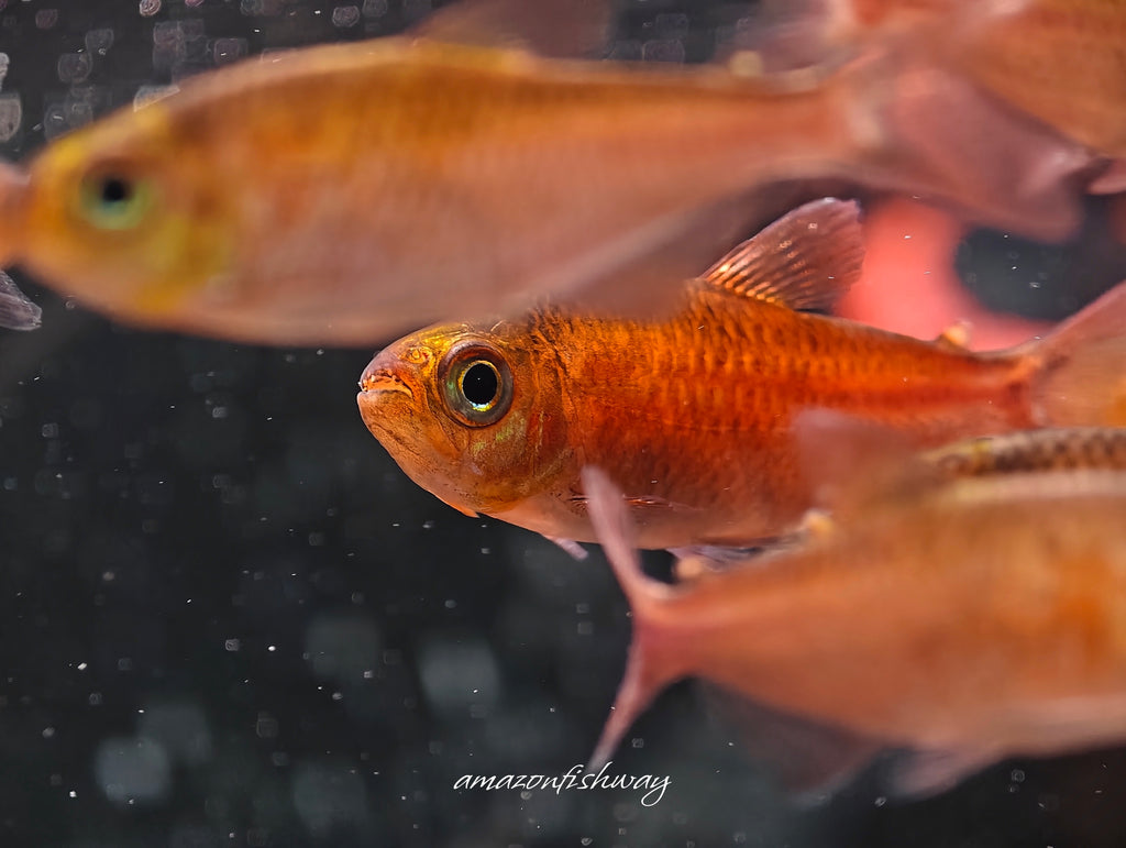 睡美人可卡燈野生魚實拍 -
AMAZONFISHWAY 魚道
