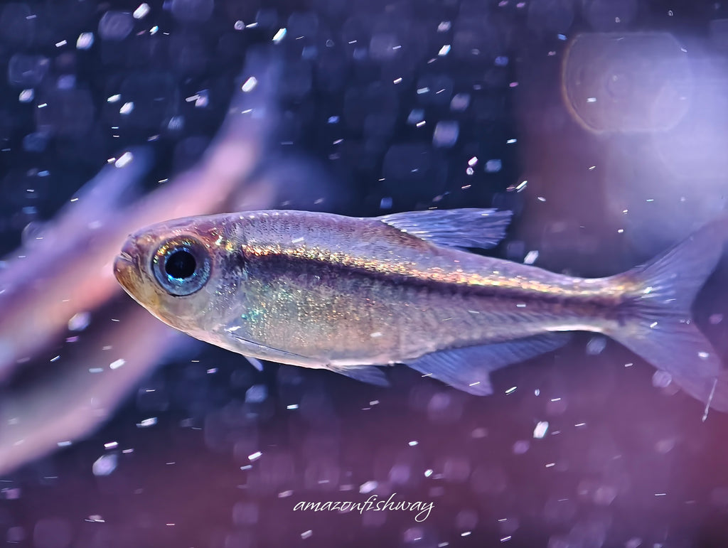 藍眼翠綠魔鬼燈野生魚群遊實拍 -
AMAZONFISHWAY 魚道