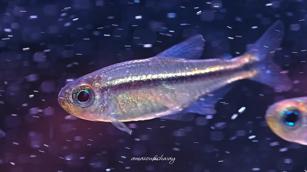 藍眼翠綠魔鬼燈野生魚群遊實拍 -
AMAZONFISHWAY 魚道